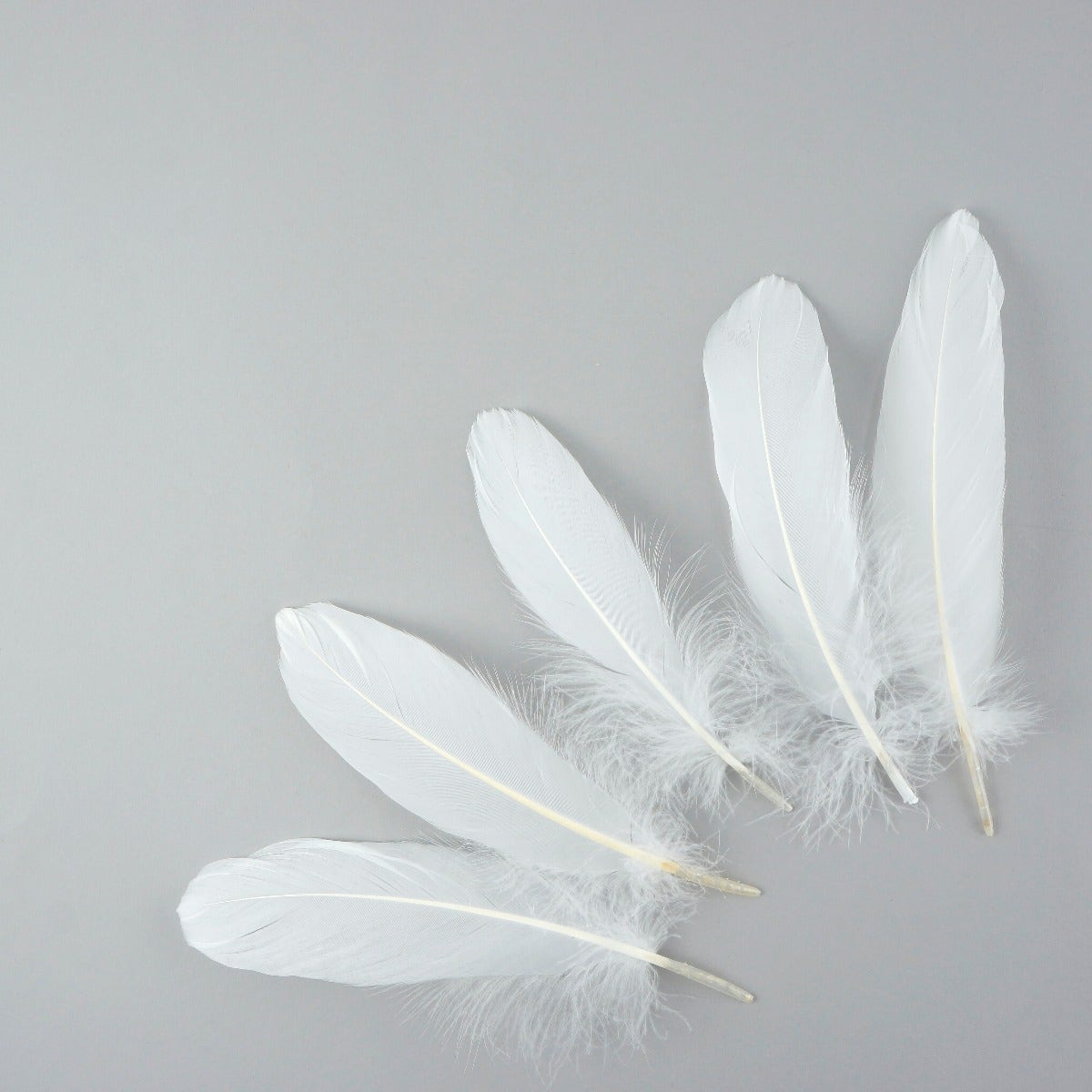 Goose Pallet Feathers 6-8’’ - 12 pc - White - Feathers