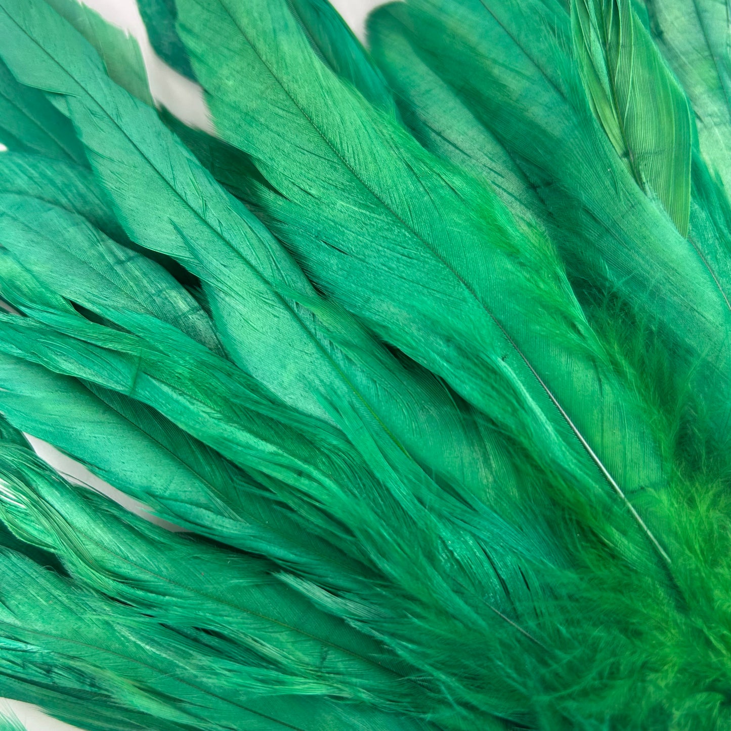 ROOSTER COQUE TAIL FEATHERS BLEACH DYED 7-10” - 25 PC/PKG - Kelly