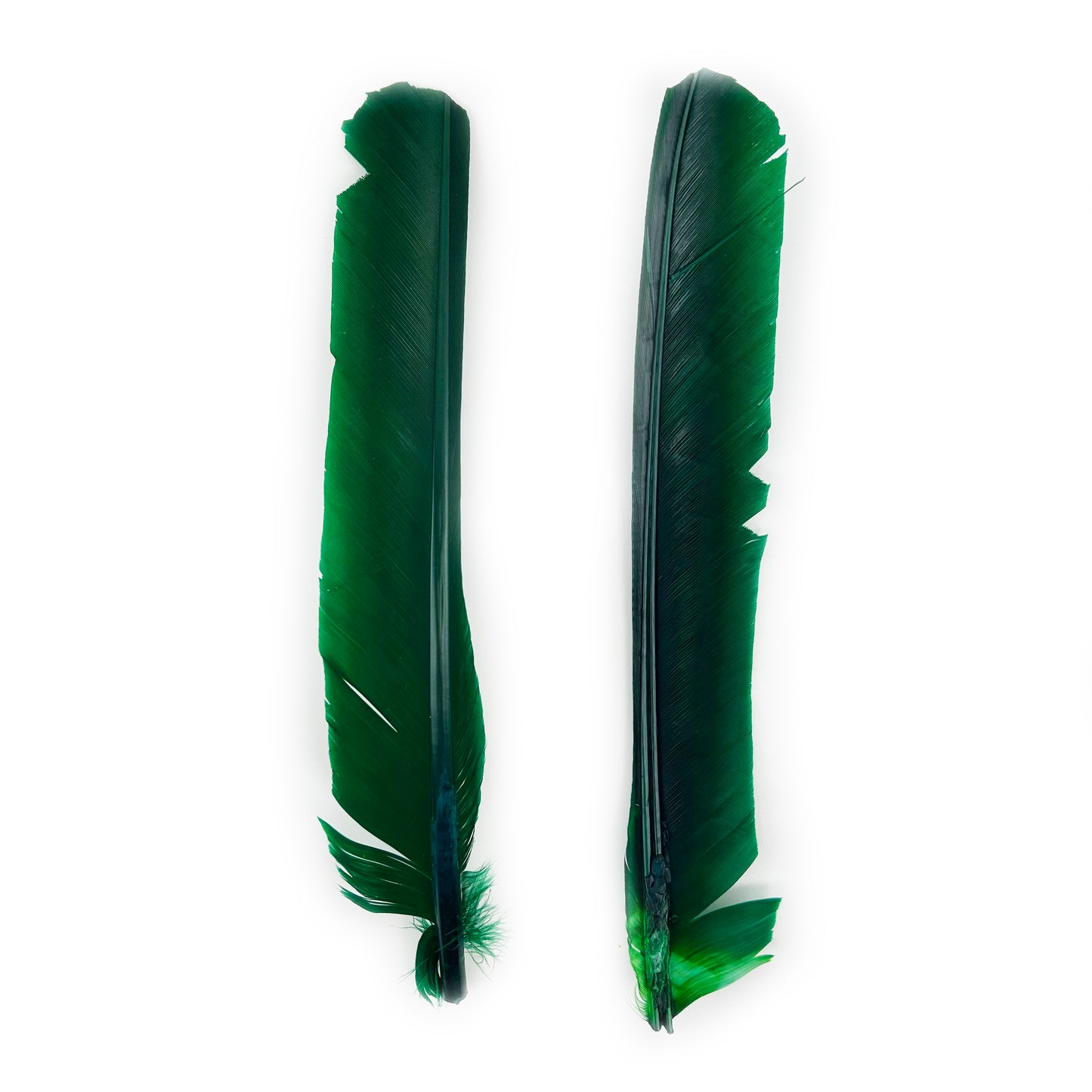 Kelly Green Cut Turkey Pointer Feathers 8-12"