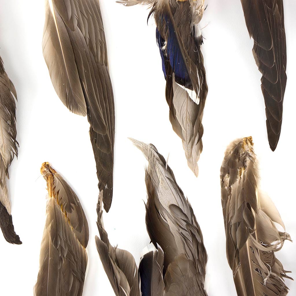 Grey Duck Wing #2 Grade Natural - Feathers