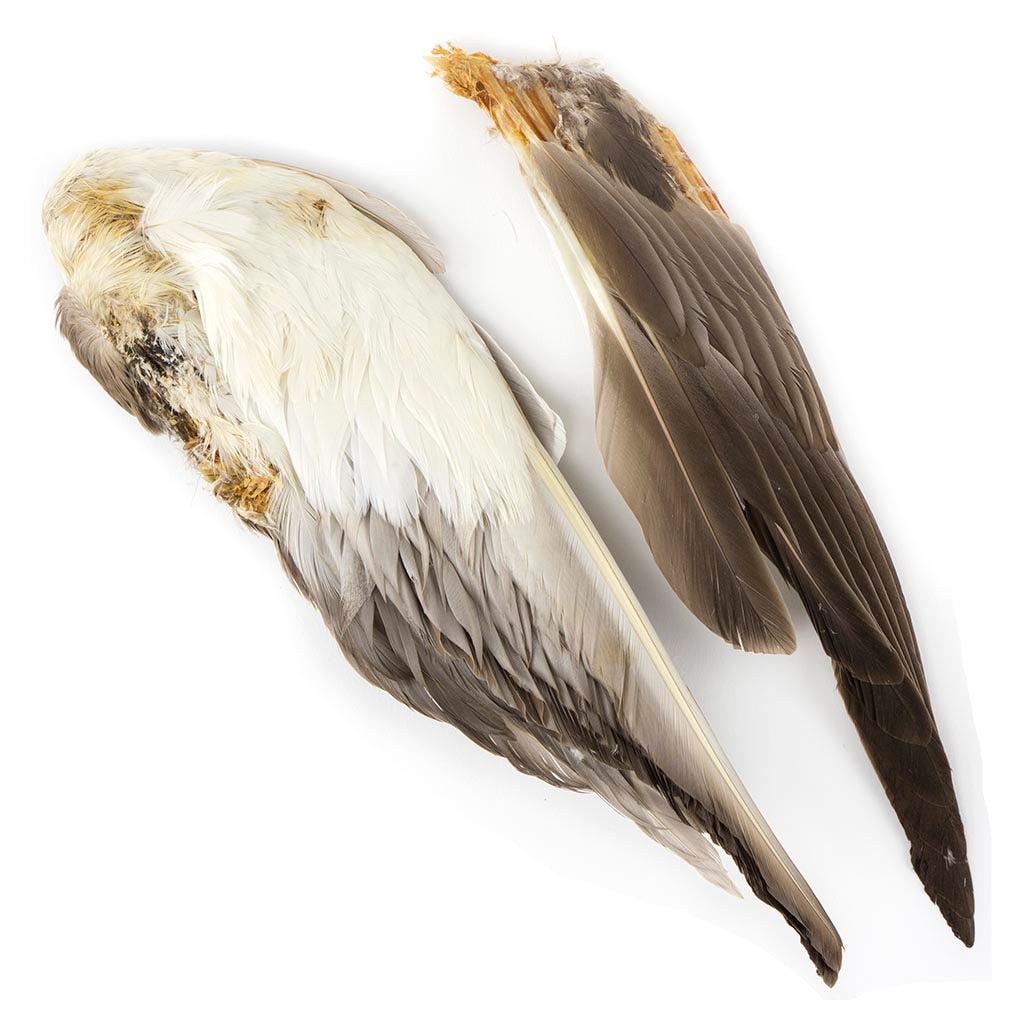 Grey Duck Wing #2 Grade Natural - Feathers