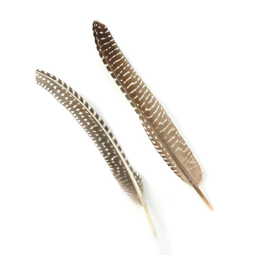 Guinea Feather Pointers Natural - Feathers