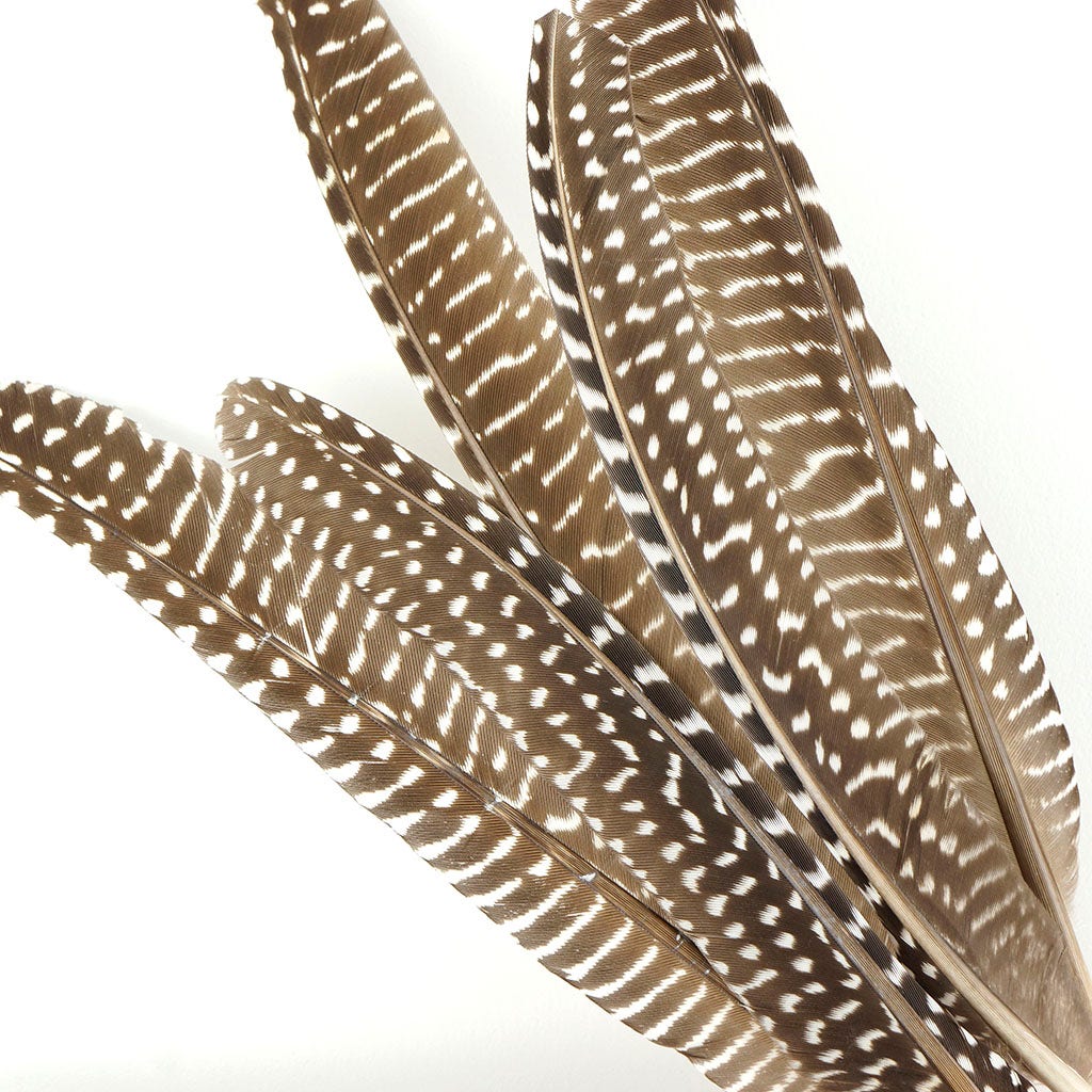 Guinea Feather Pointers Natural - Feathers