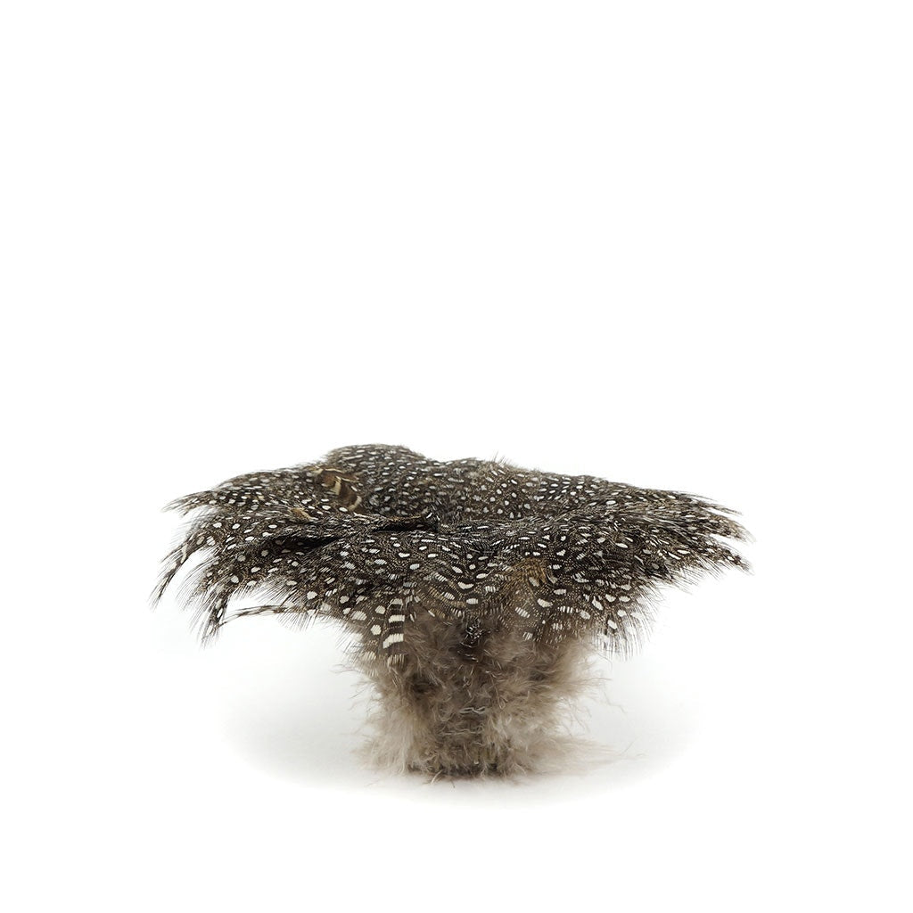 Guinea Plumage Feathers - Natural - Feathers