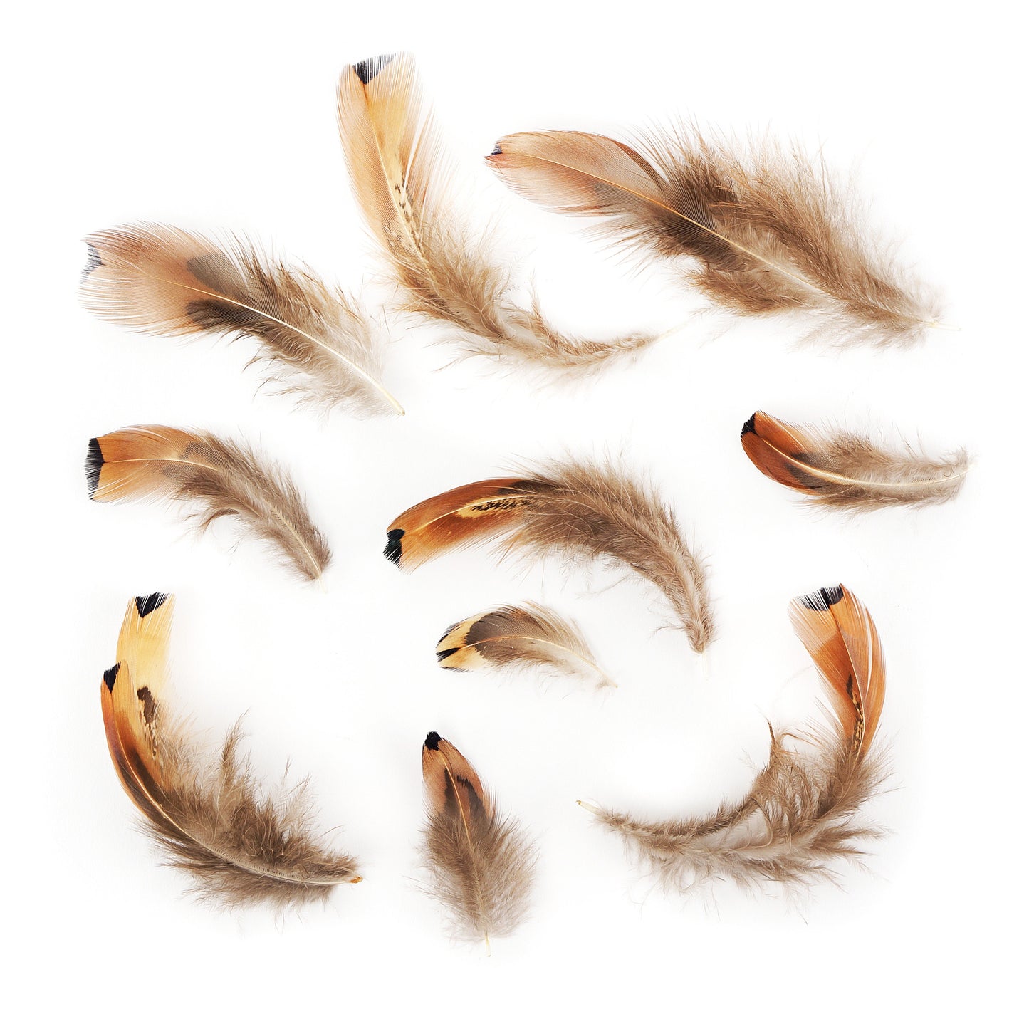 Heart Pheasant Plumage - Natural - Feathers