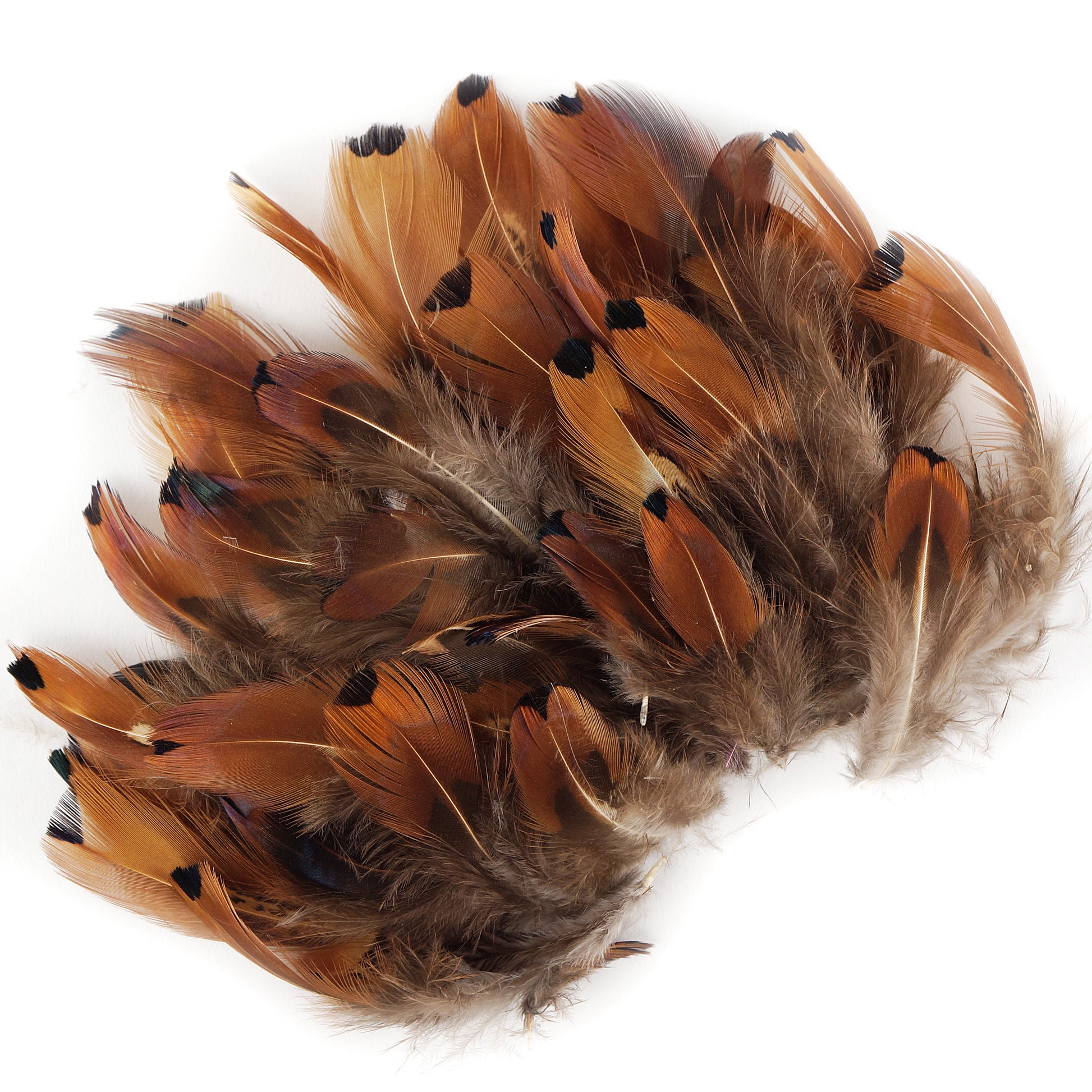 Heart Pheasant Plumage - Natural - Feathers