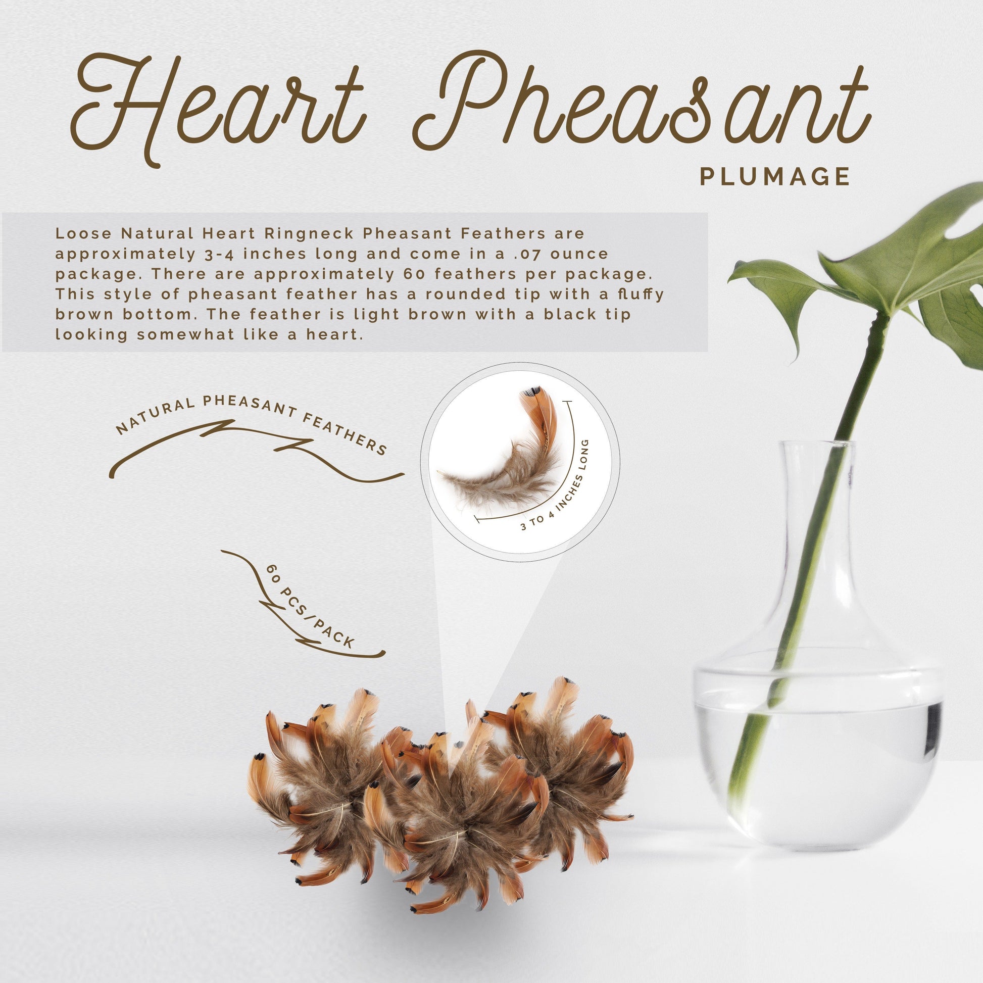 Heart Pheasant Plumage - Natural - Feathers