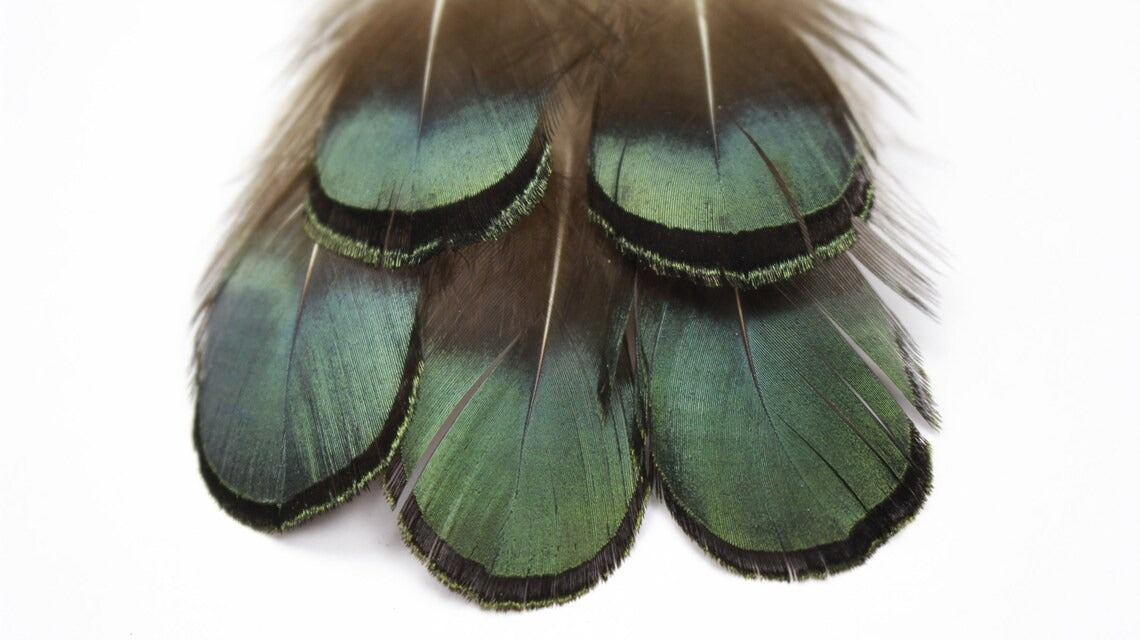 Lady Amherst Pheasant Green/Bronze Plumage 1-2 inch   0.10OZ --Natural