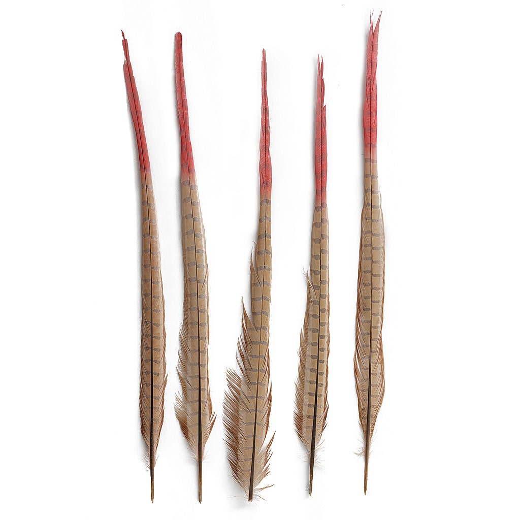 Ringneck Pheasant Tails Bleached/Dyed & Tipped Champagne/Coral