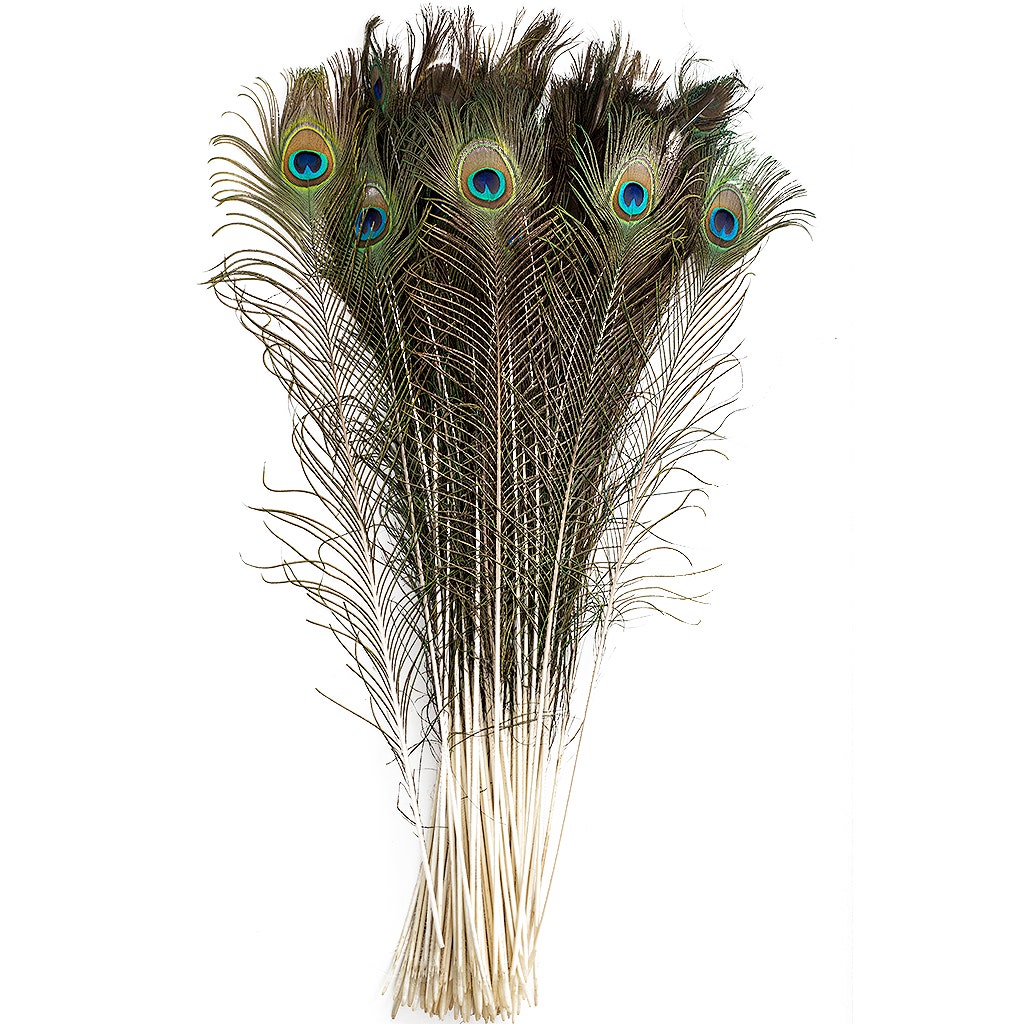 Bulk Peacock Tail Eyes Natural 25 to 35 inch