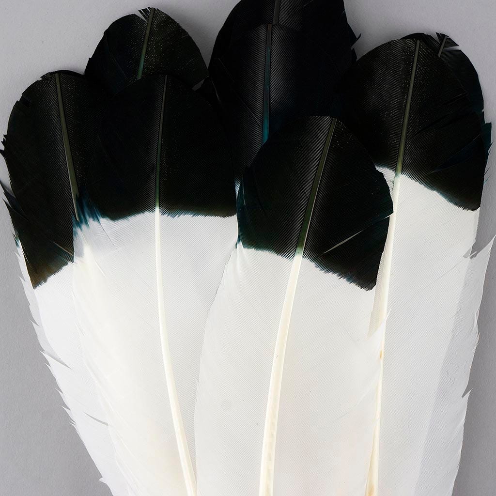 Imitation Eagle Turkey Quills - Black - Feathers