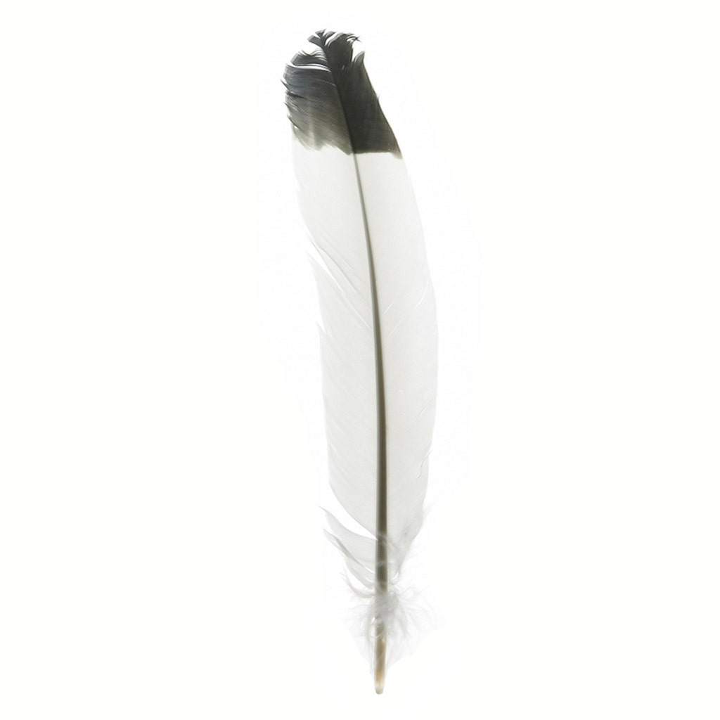 Imitation Eagle Turkey Quills - Black - Feathers