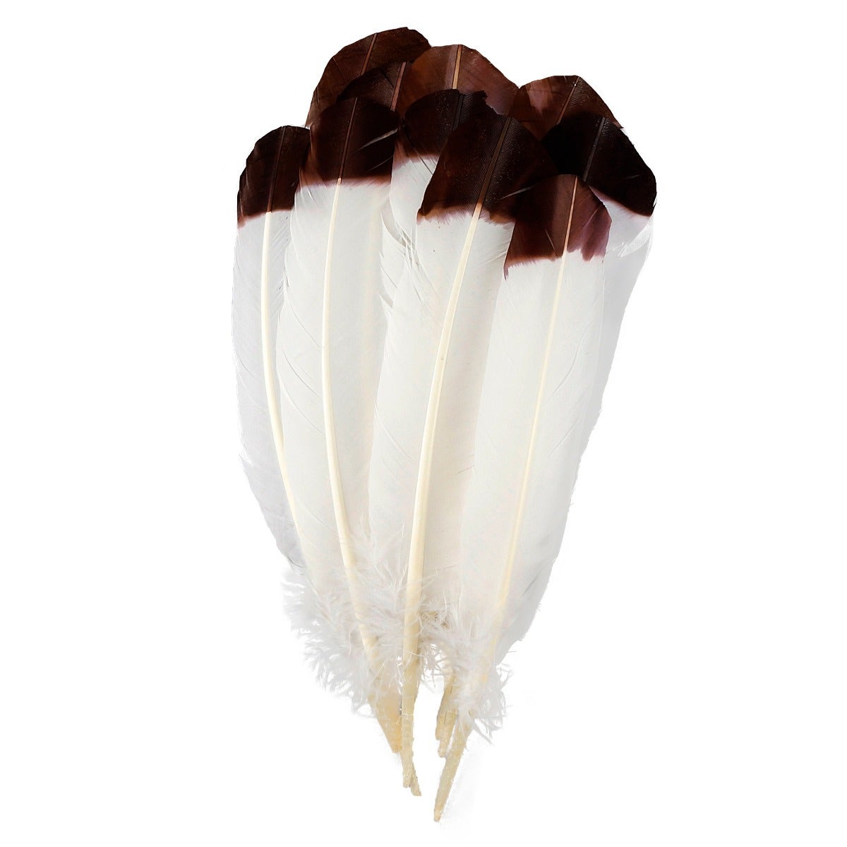 Imitation Eagle Turkey Quills - Brown - Feathers