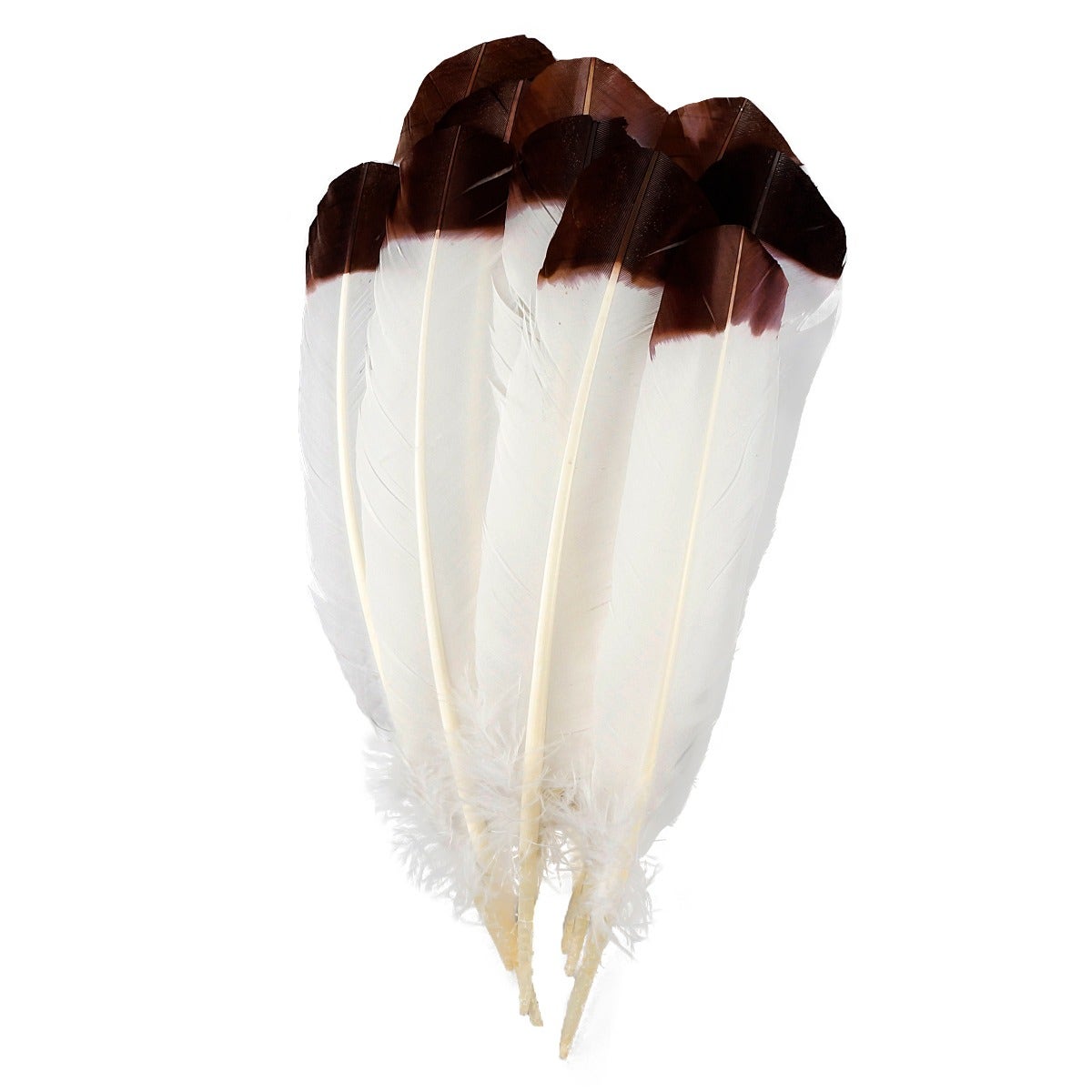 Imitation eagle turkey quills brown tipped feathers