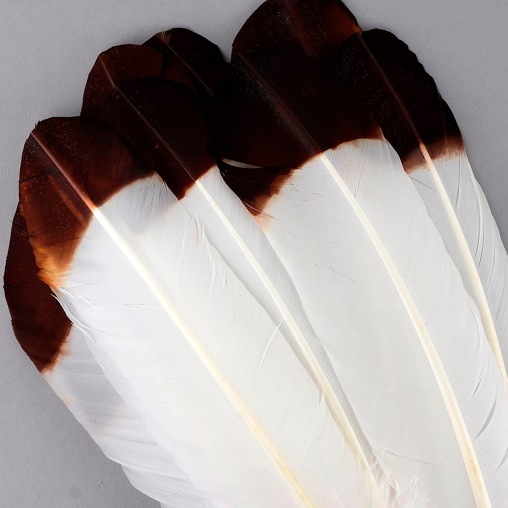Imitation eagle turkey quills brown tipped feathers close up