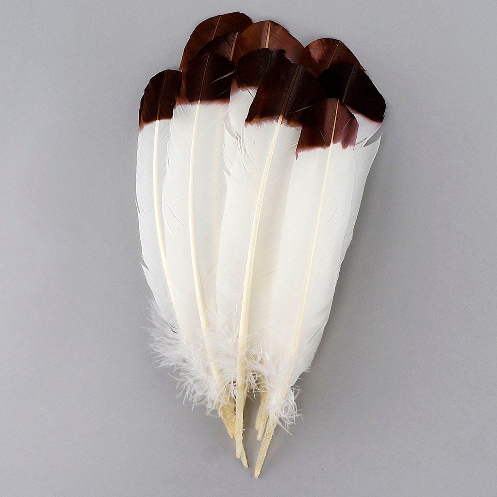 Imitation Eagle Turkey Quills - Brown - Feathers