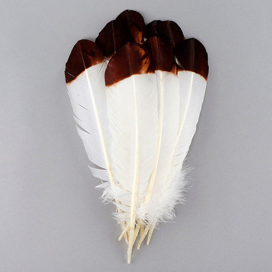 Imitation Eagle Turkey Quills - Brown - Feathers