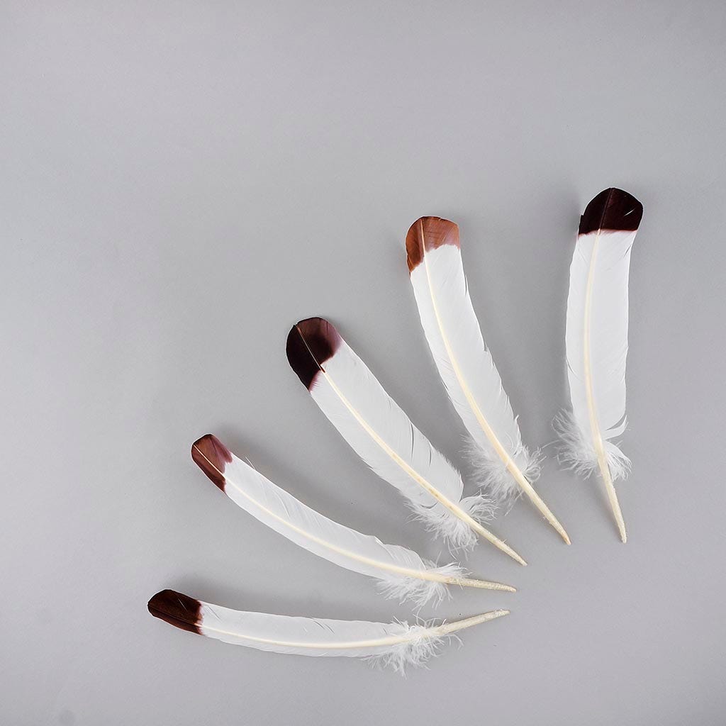 Imitation Eagle Turkey Quills - Brown - Feathers