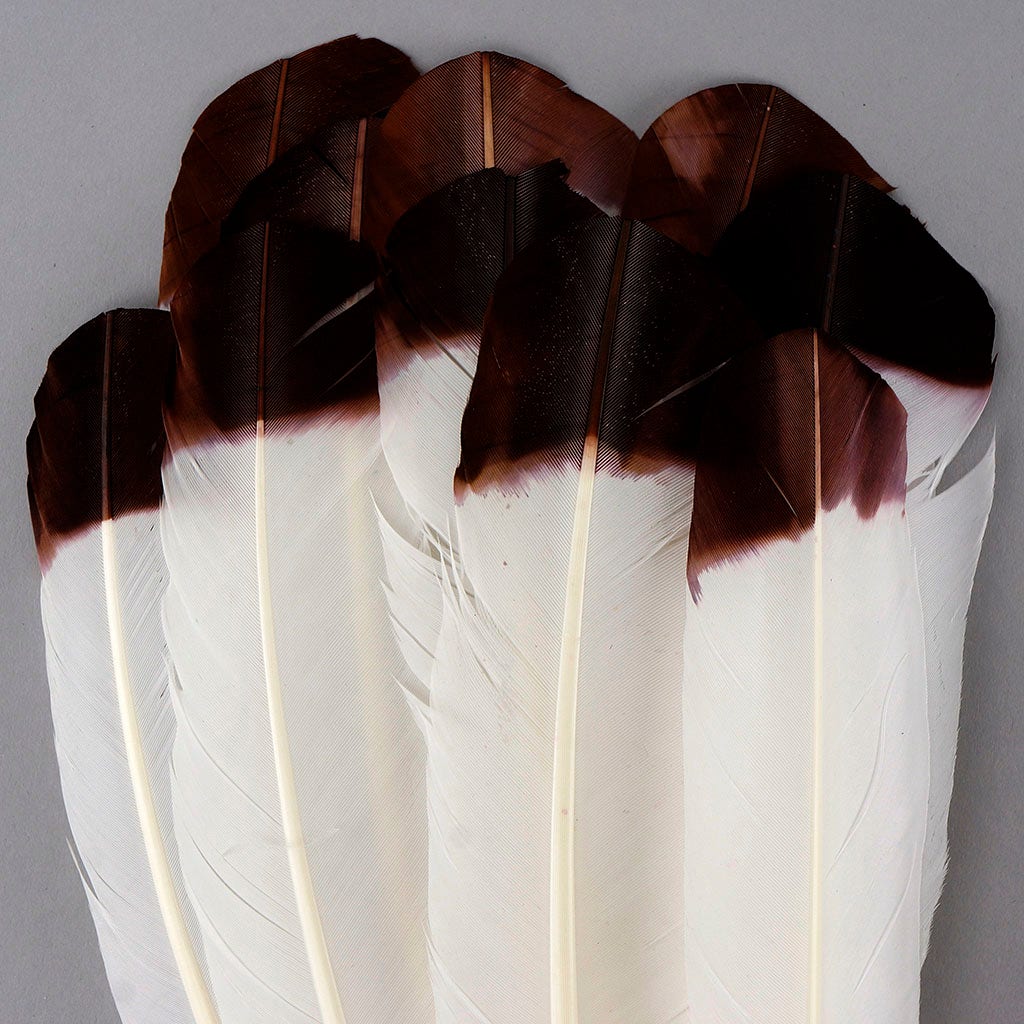 Imitation Eagle Turkey Quills - Brown - Feathers