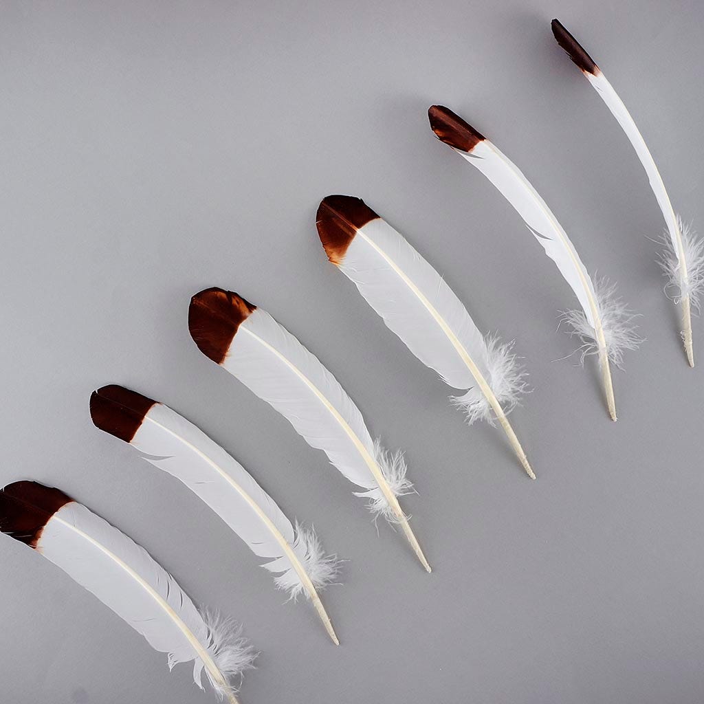 Imitation eagle turkey quills brown tipped feathers
