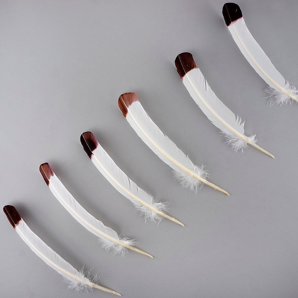 Imitation Eagle Turkey Quills - Brown - Feathers