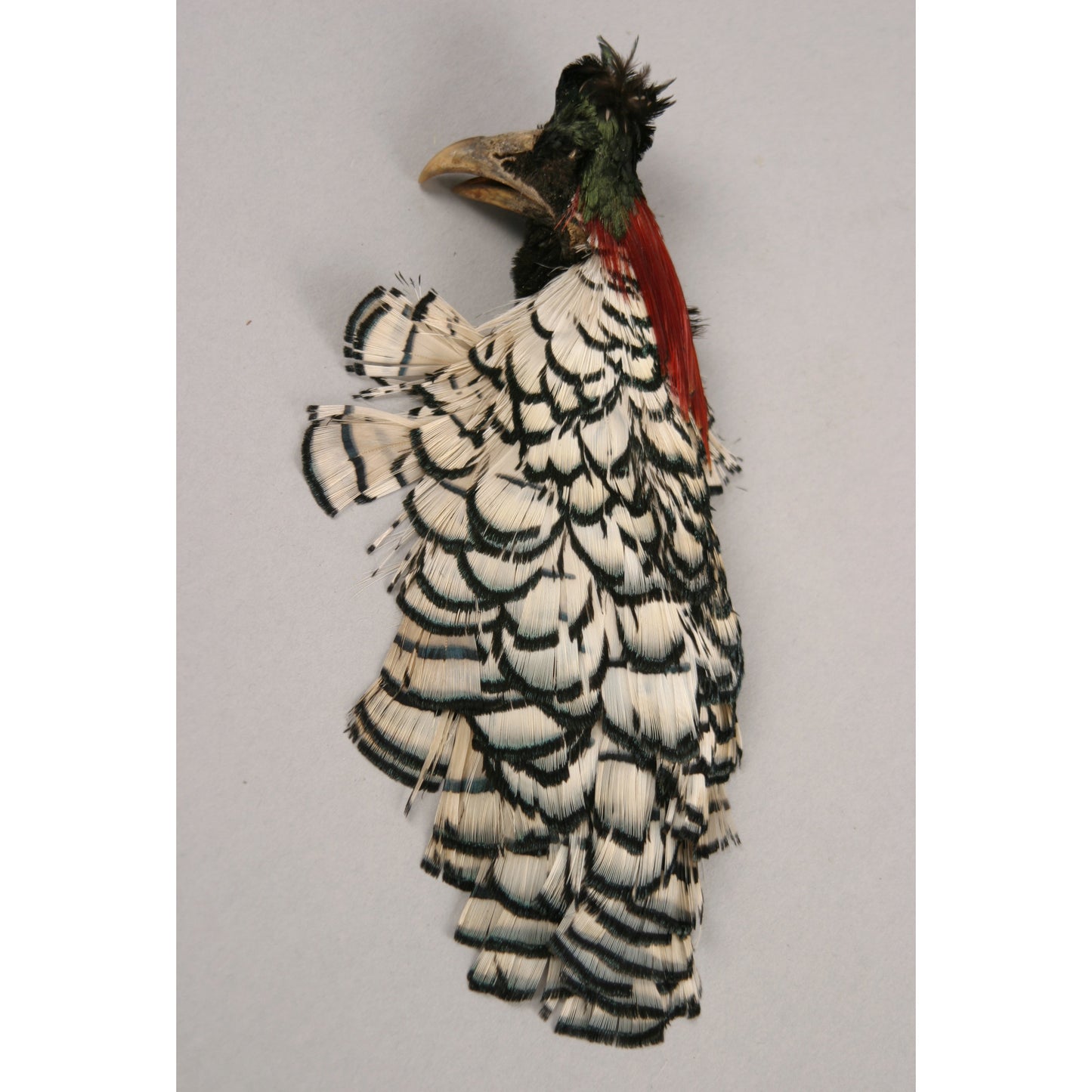 Lady Amherst Pheasant Crest #1 - Natural - Feathers