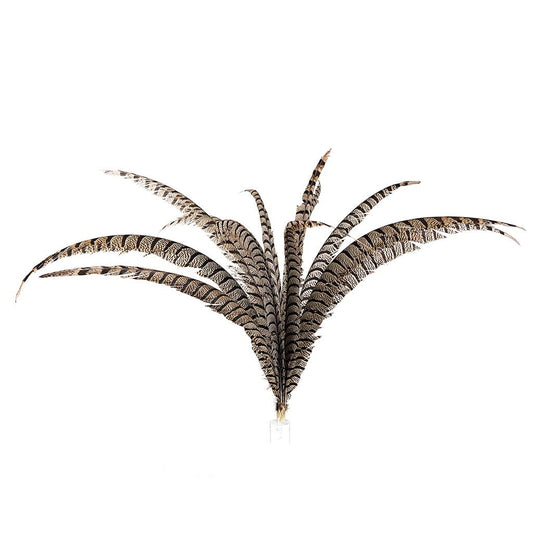 Lady Amherst Pheasant Tail Feathers - Natural - Feathers