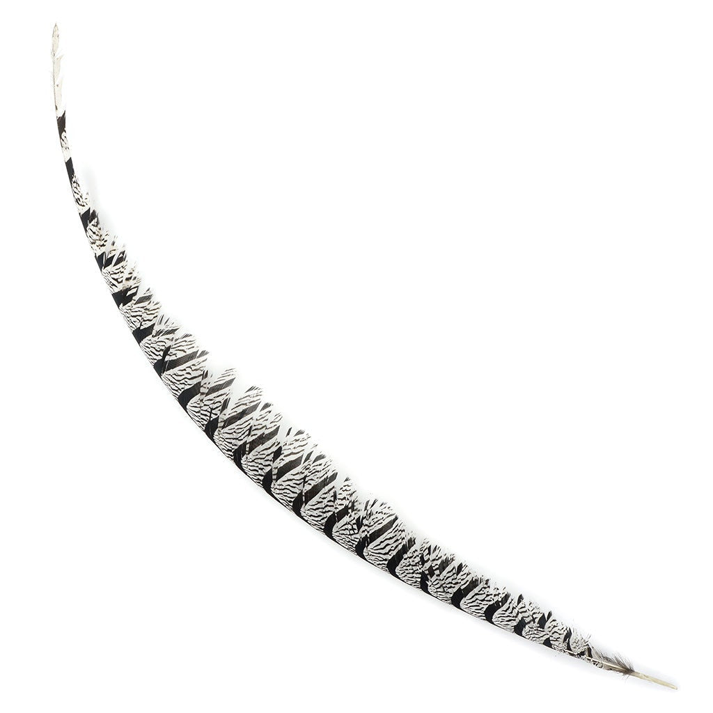 Lady Amherst Pheasant Tail Natural - Feathers