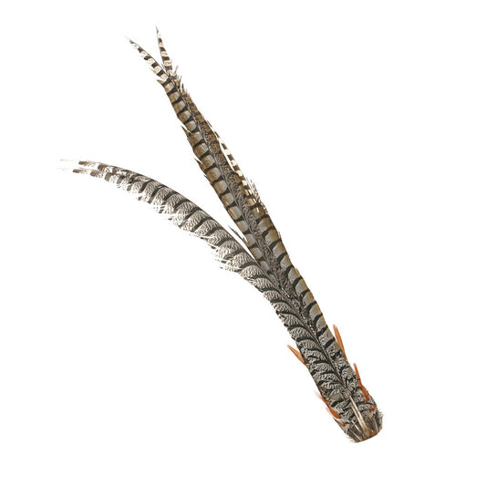 Lady Amherst Pheasant Tail - Natural - Feathers