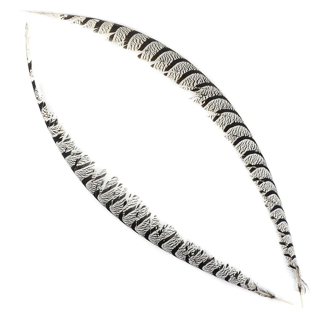 Lady Amherst Pheasant Tail Natural - Feathers