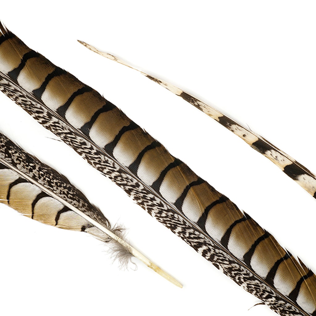 Lady Amherst Pheasant Tails 35’’ and Up- Natural - Feathers