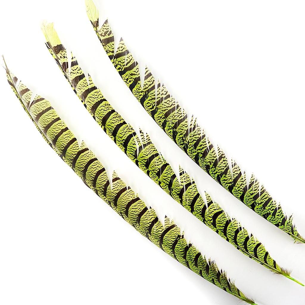 Lady Amherst Pheasant Tails - Lime - Feathers