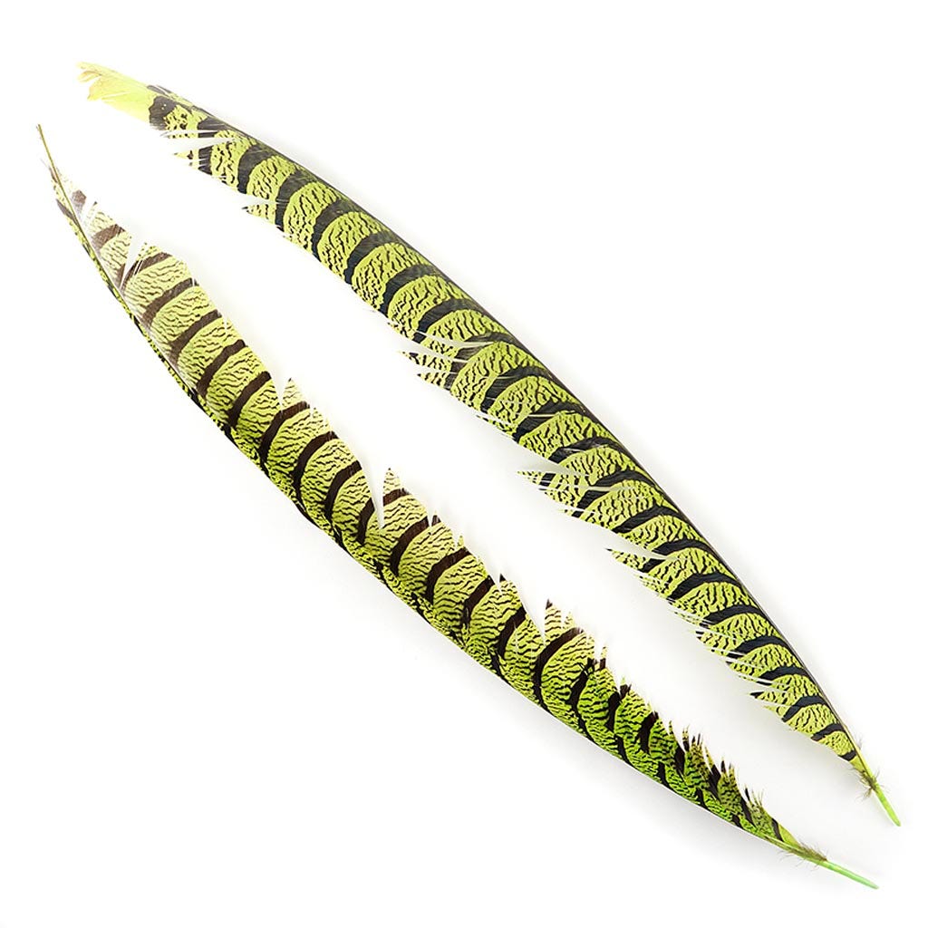 Lady Amherst Pheasant Tails - Lime - Feathers