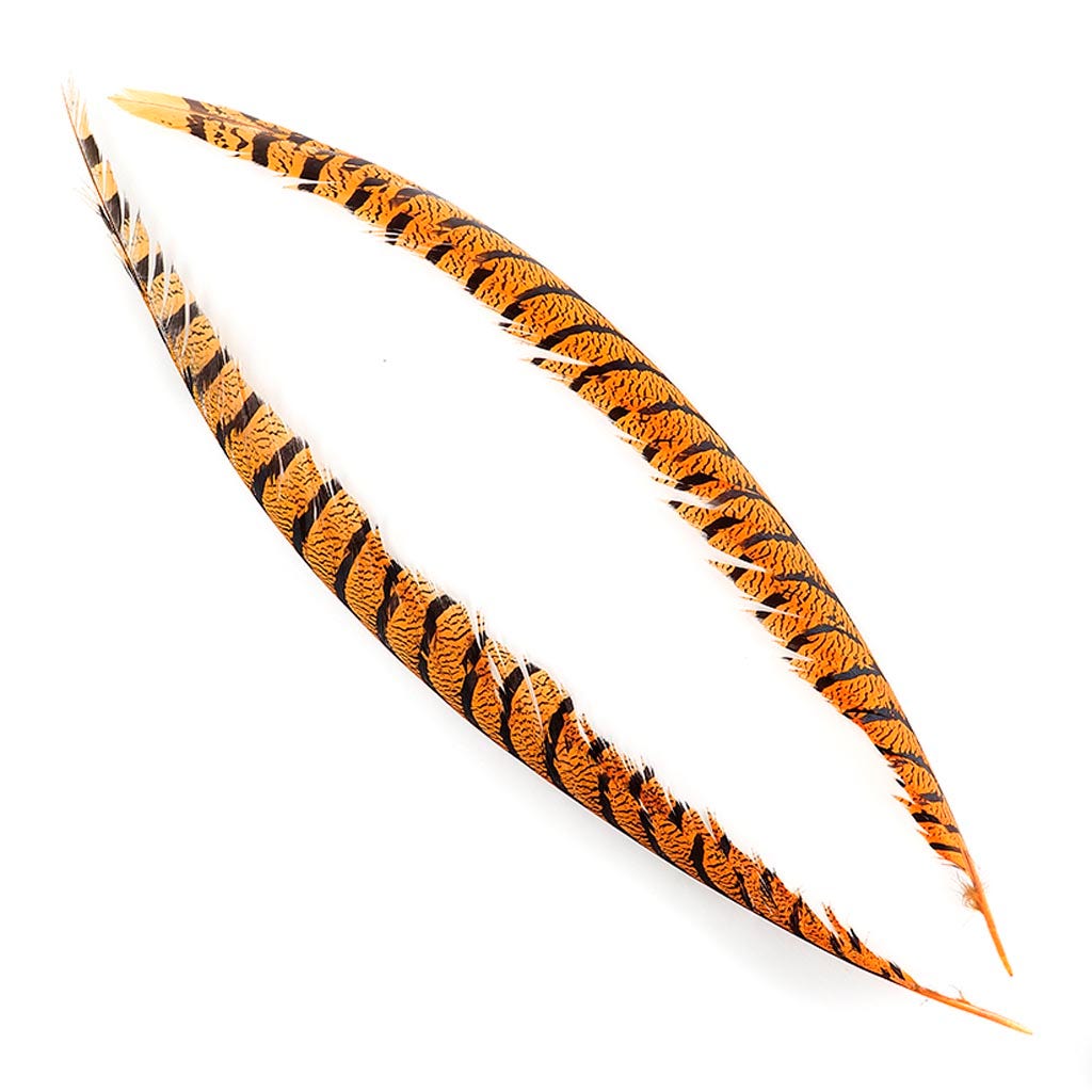 Lady Amherst Pheasant Tails - Mango - Feathers