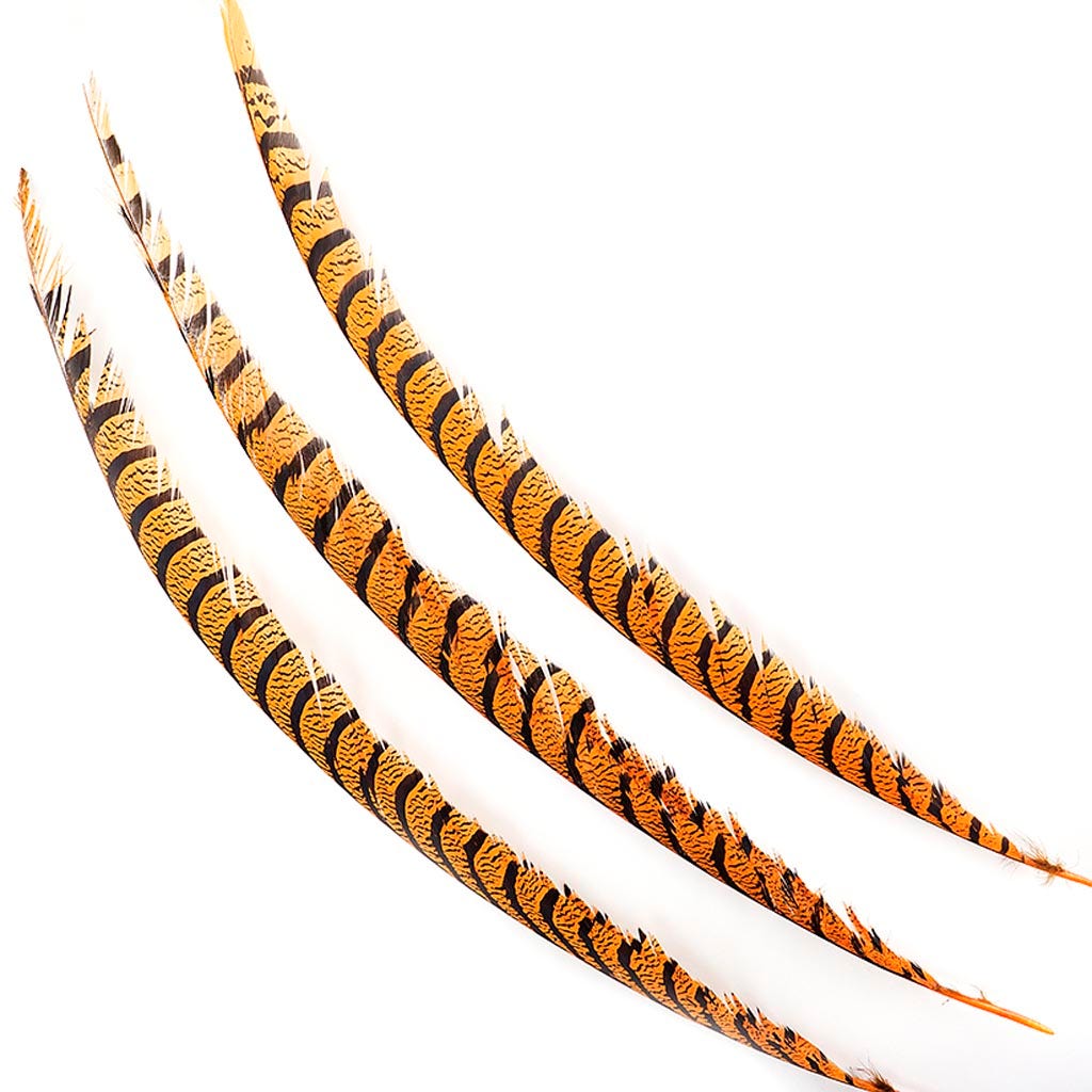 Lady Amherst Pheasant Tails - Mango - Feathers