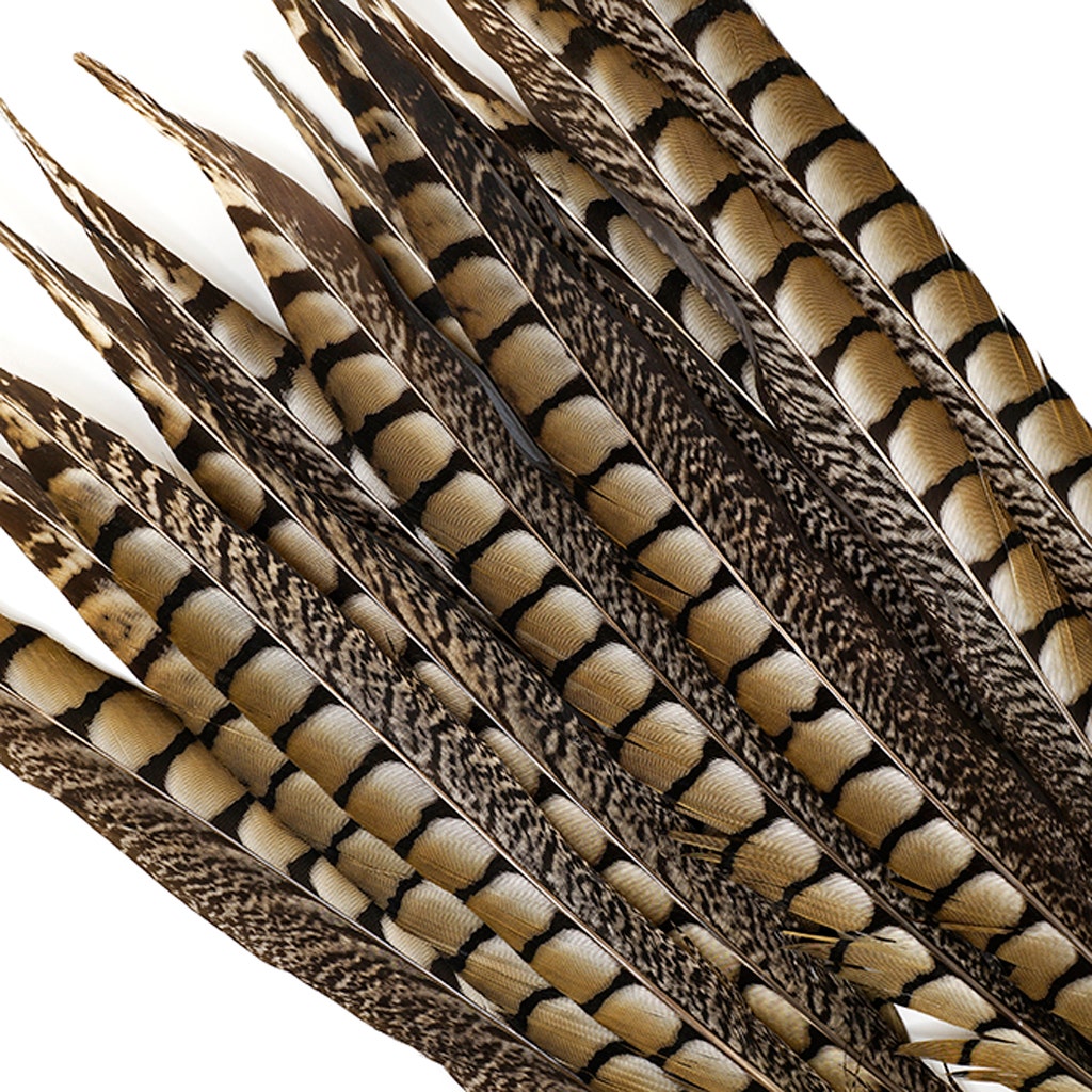 Lady Amherst Pheasant Tails - Natural - 12 - 16’’ - Feathers