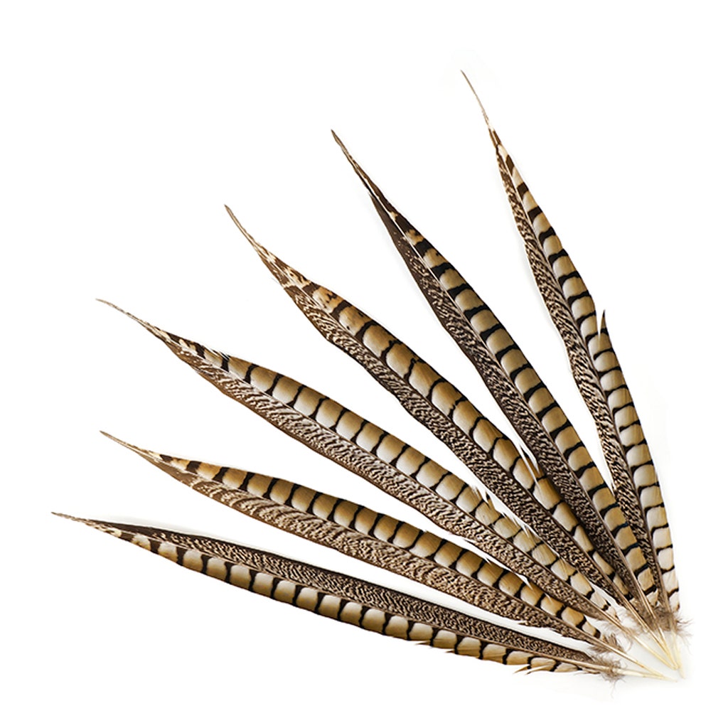 Lady Amherst Pheasant Tails - Natural - 16 - 20’’ 12 pcs - Feathers