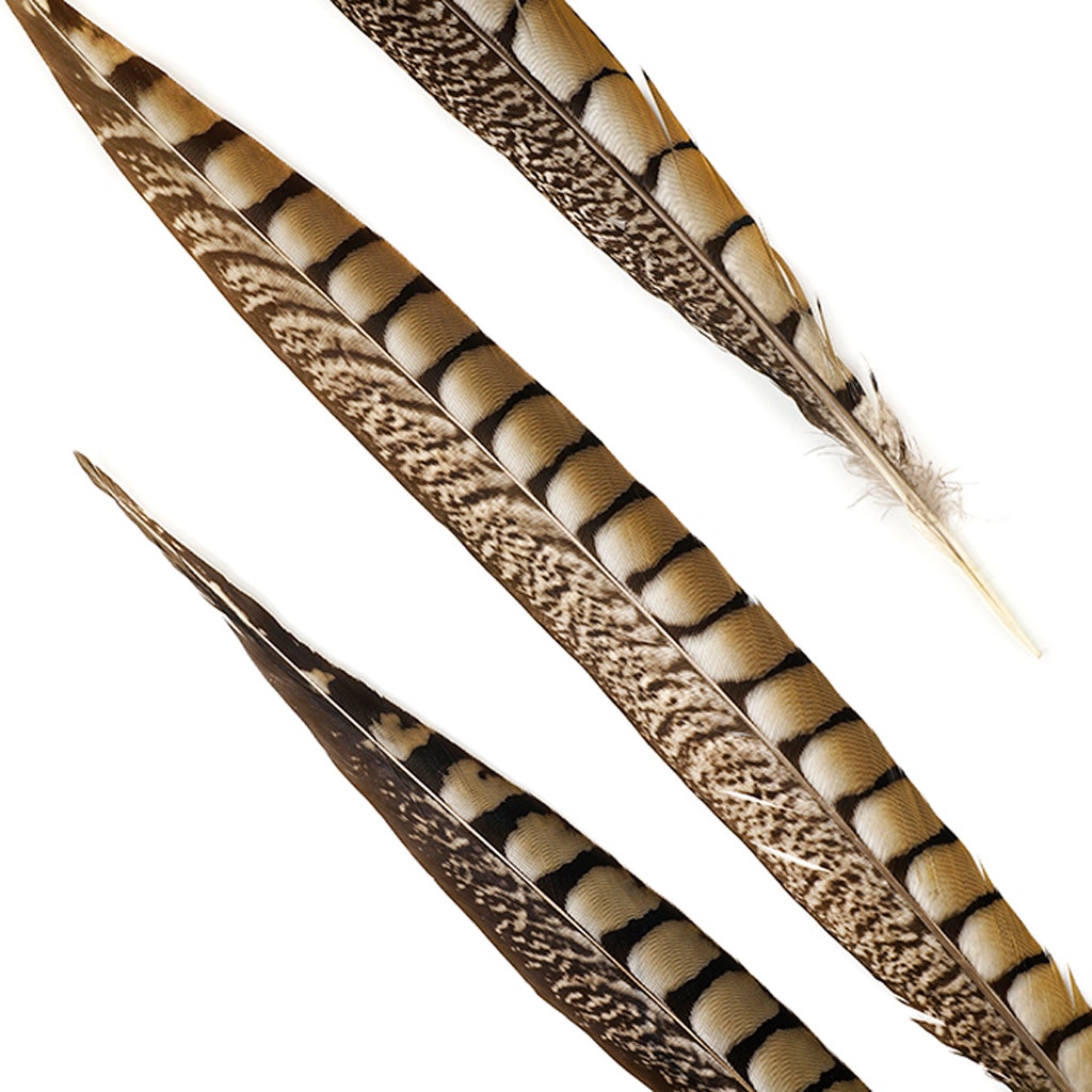 Lady Amherst Pheasant Tails - Natural - 16 - 20’’ 12 pcs - Feathers