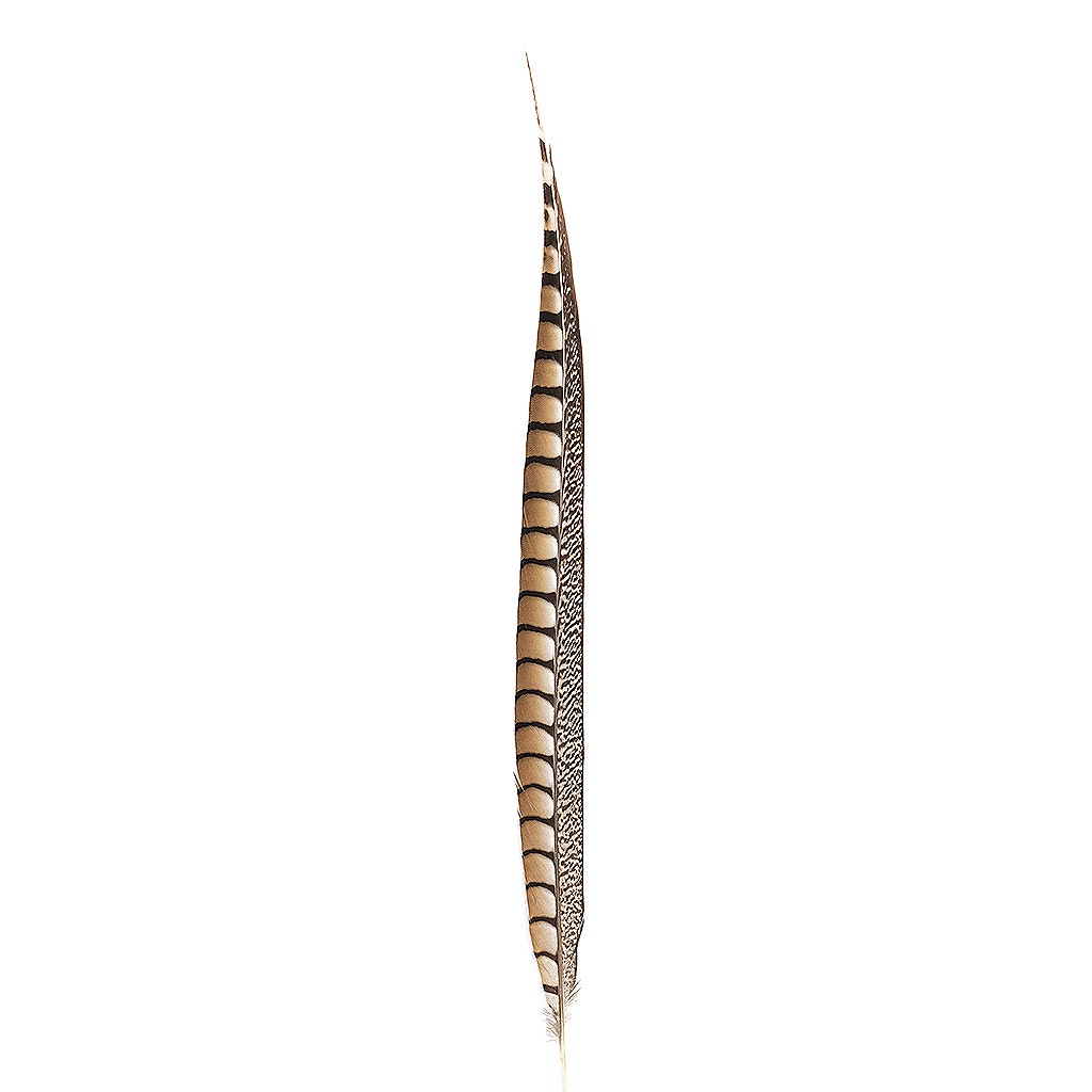 Lady Amherst Pheasant Tails - Natural - 20 - 30’’ - Feathers