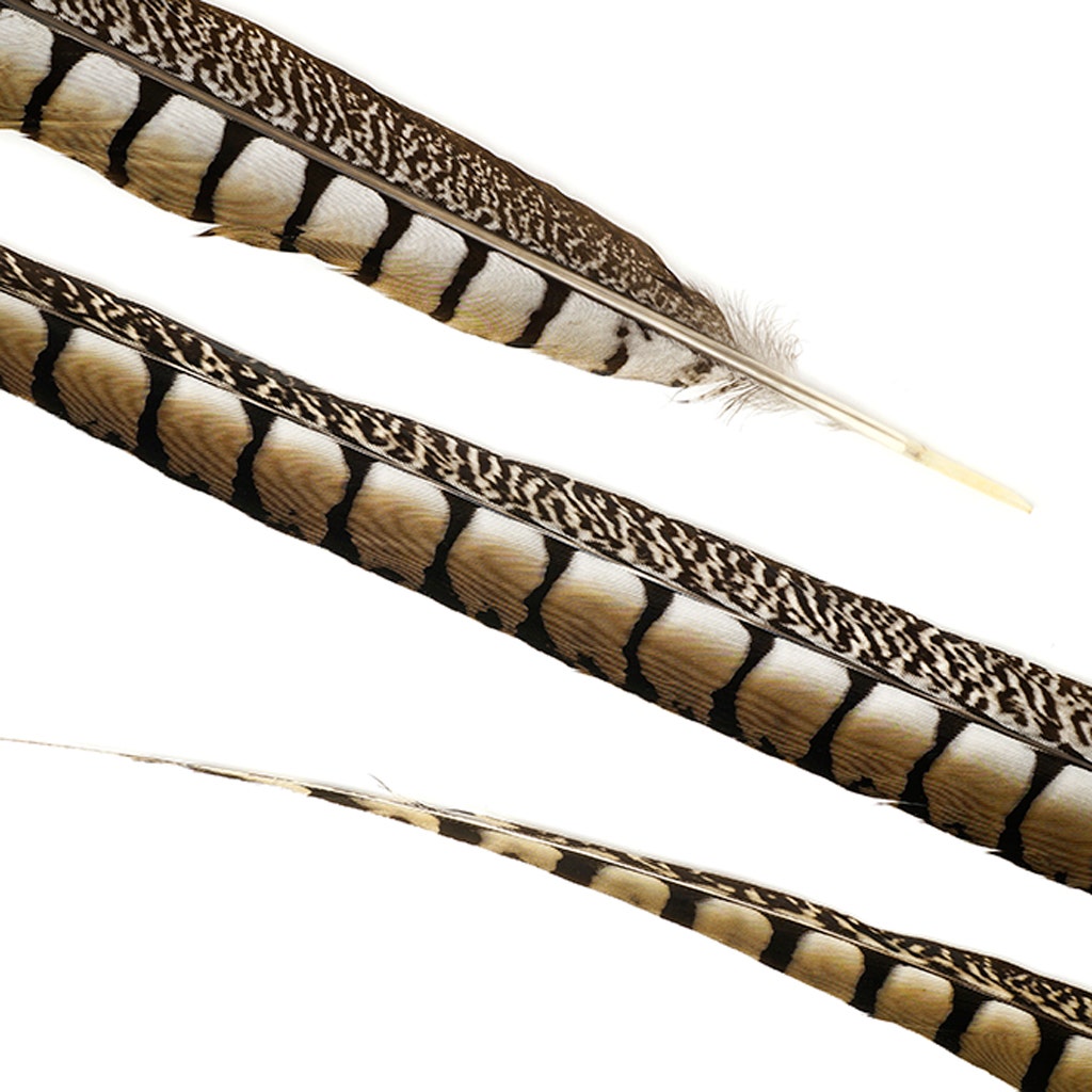 Lady Amherst Pheasant Tails - Natural - 30 - 35’’ - Feathers