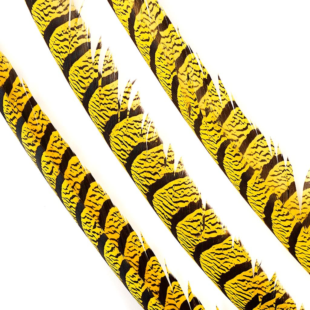 Lady Amherst Pheasant Tails - Yellow - Feathers