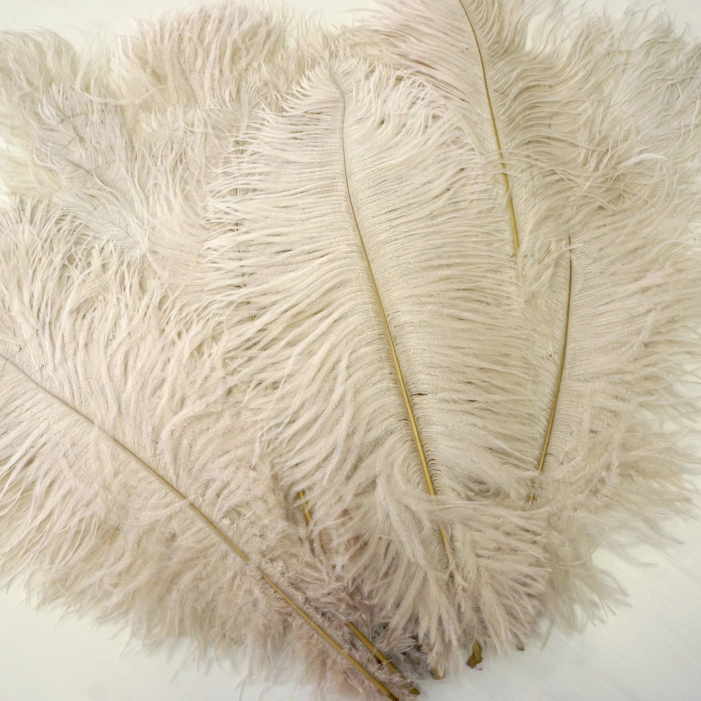 Large Ostrich Feathers - 17’’ + Drabs - Beige - 12 pieces - Ostrich Feathers