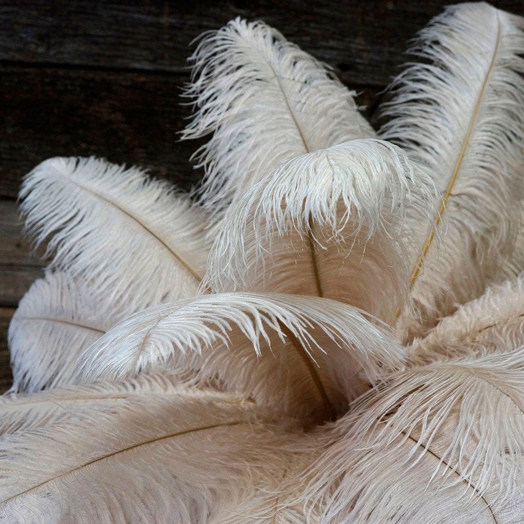 Large Ostrich Feathers - 17’’ + Drabs - Beige - Ostrich Feathers