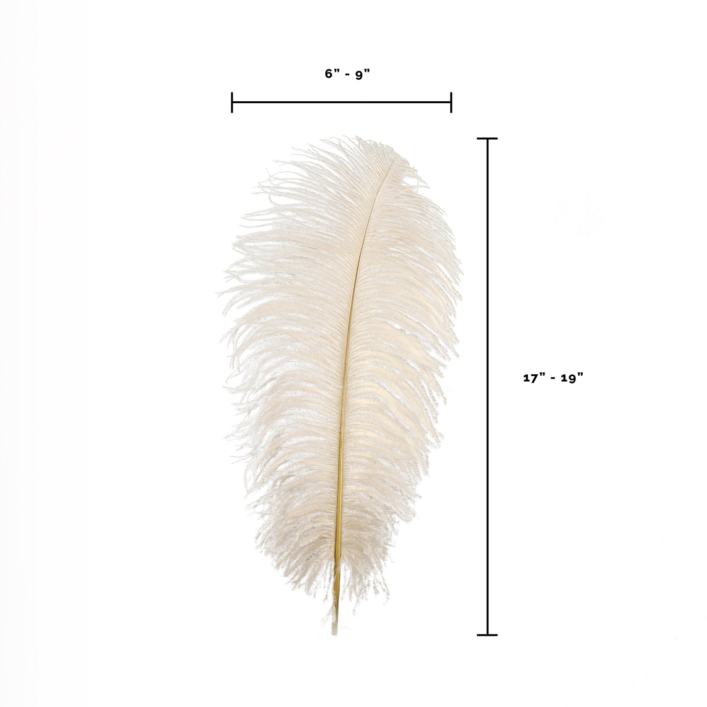 Large Ostrich Feathers - 17’’ + Drabs - Beige - Ostrich Feathers