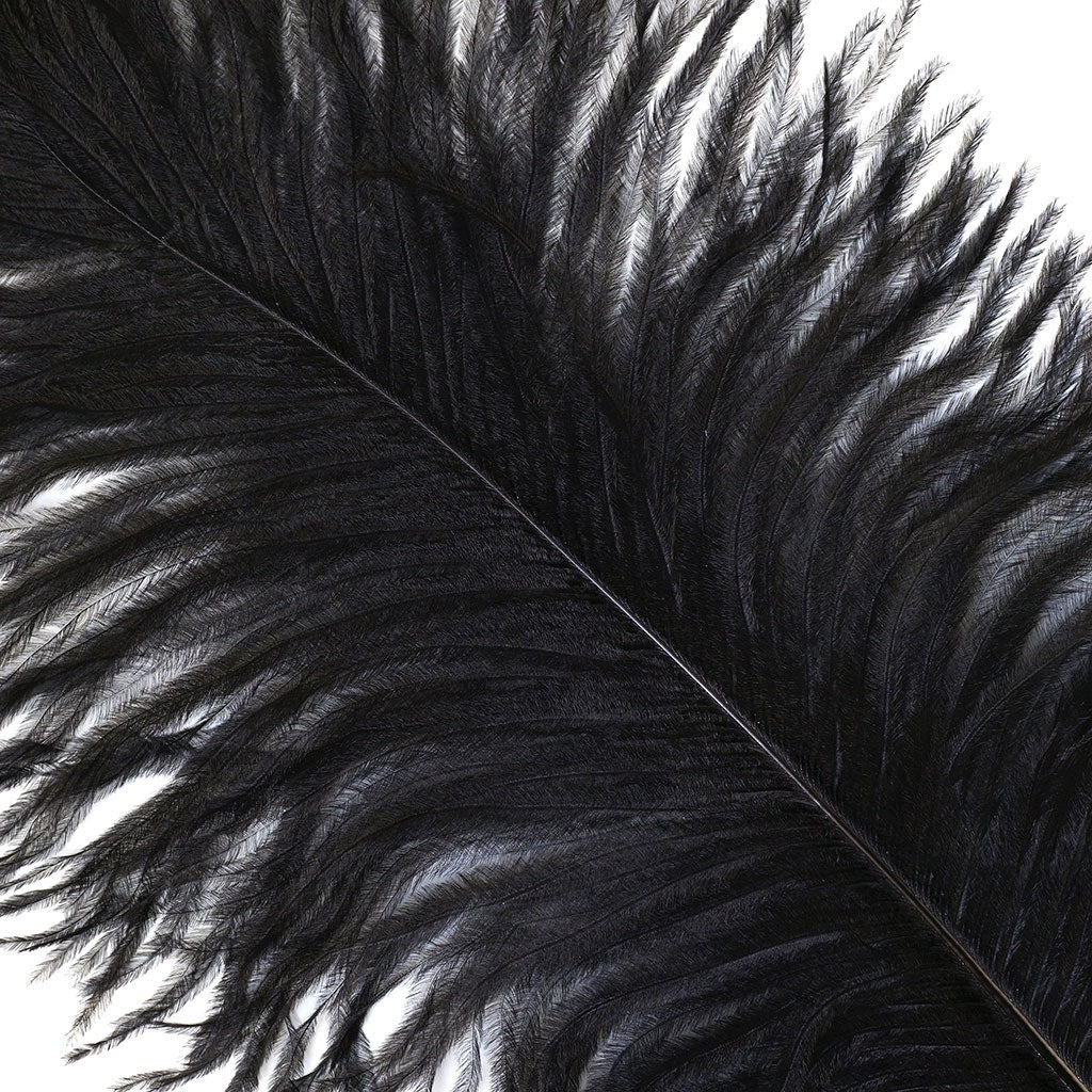 Large Ostrich Feathers - 17’’ + Drabs - Black - Ostrich Feathers