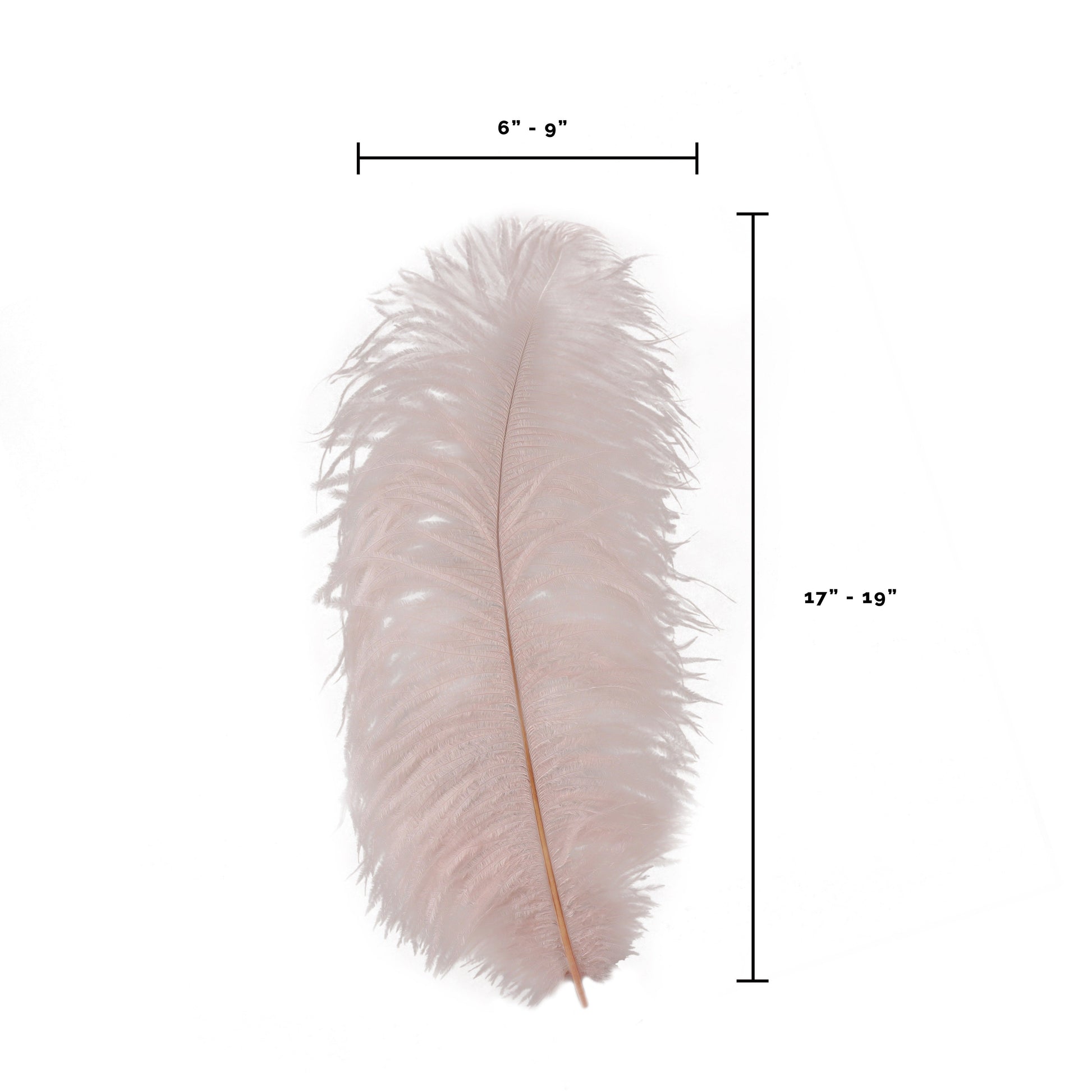 Large Ostrich Feathers - 17’’ + Drabs - Champagne - Ostrich Feathers