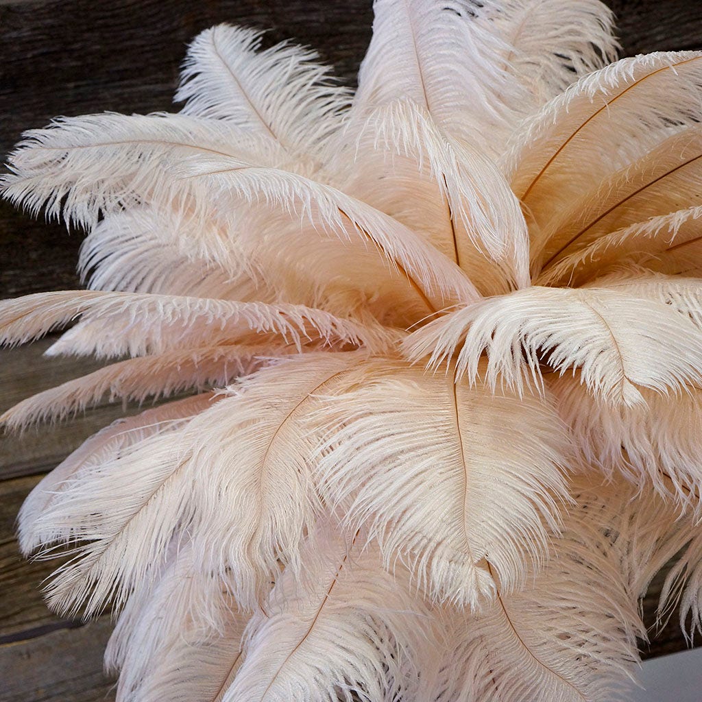 Large Ostrich Feathers - 17’’ + Drabs - Champagne - Ostrich Feathers