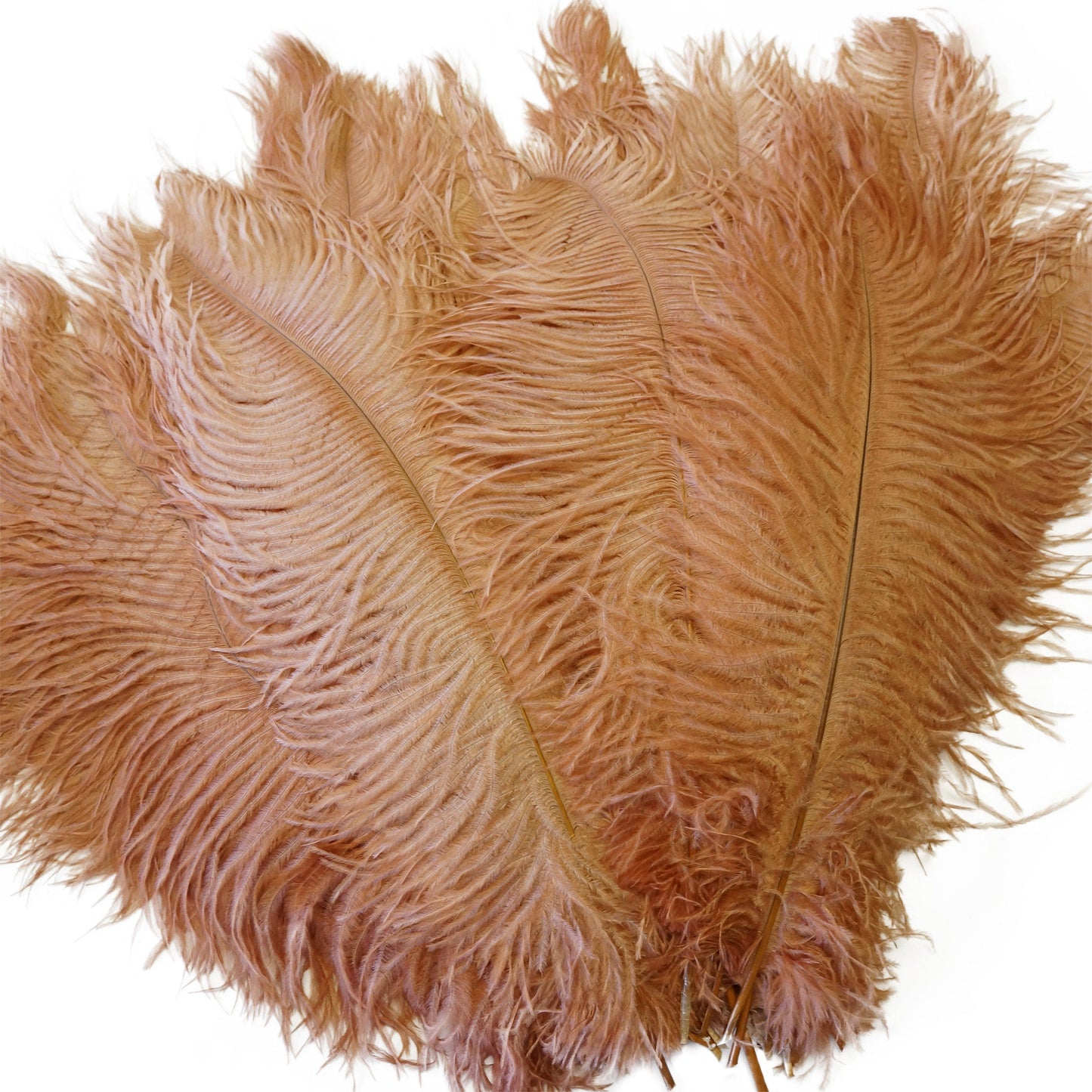 Large Ostrich Feathers - 17’’ + Drabs - Cinnamon - Ostrich Feathers