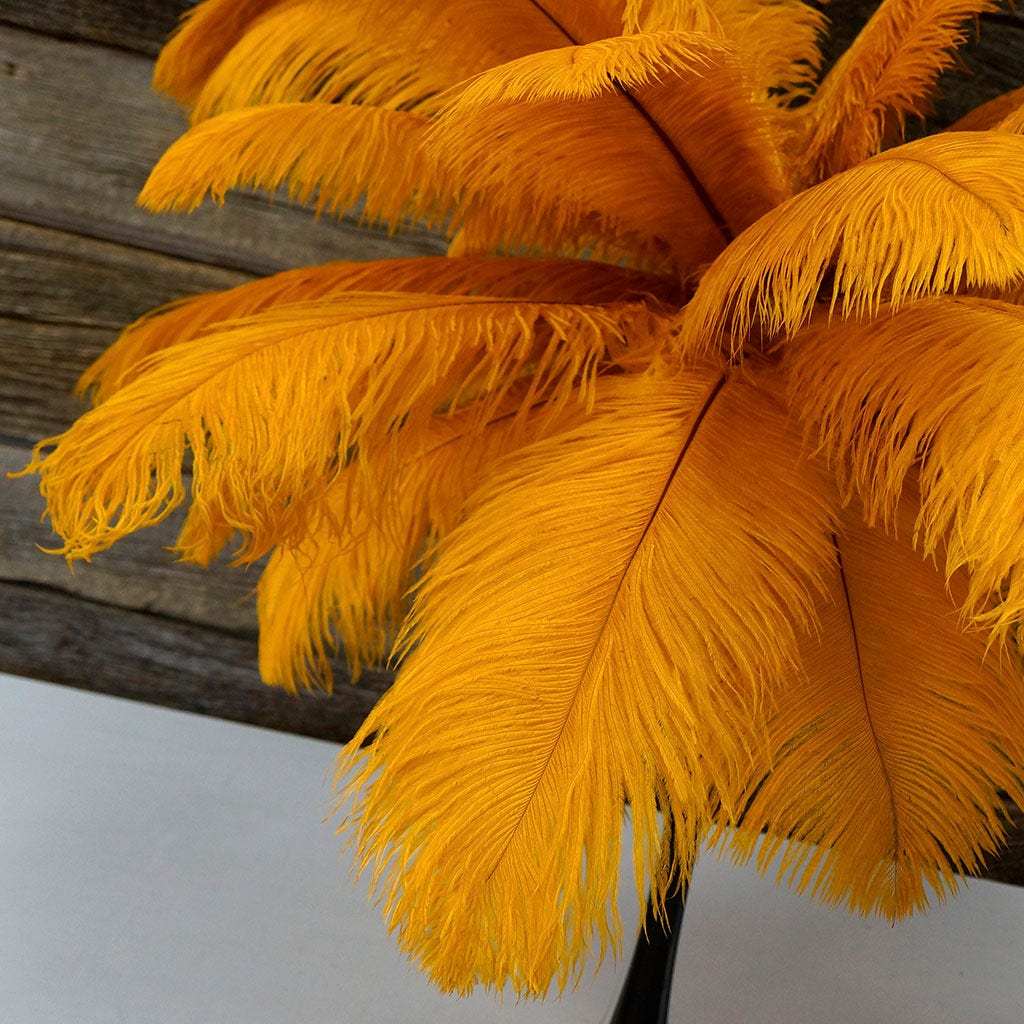 Large Ostrich Feathers - 17’’ + Drabs - Marigold - Ostrich Feathers