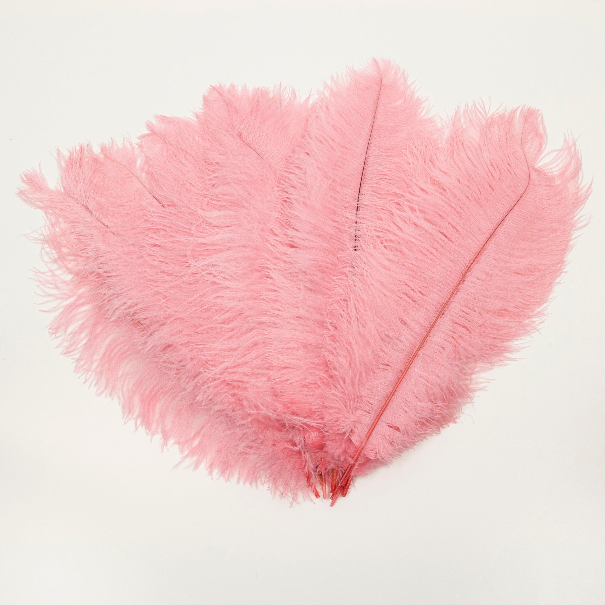 Large Ostrich Feathers - 17’’ + Drabs - Met Gala Potpourri - Ostrich Feathers